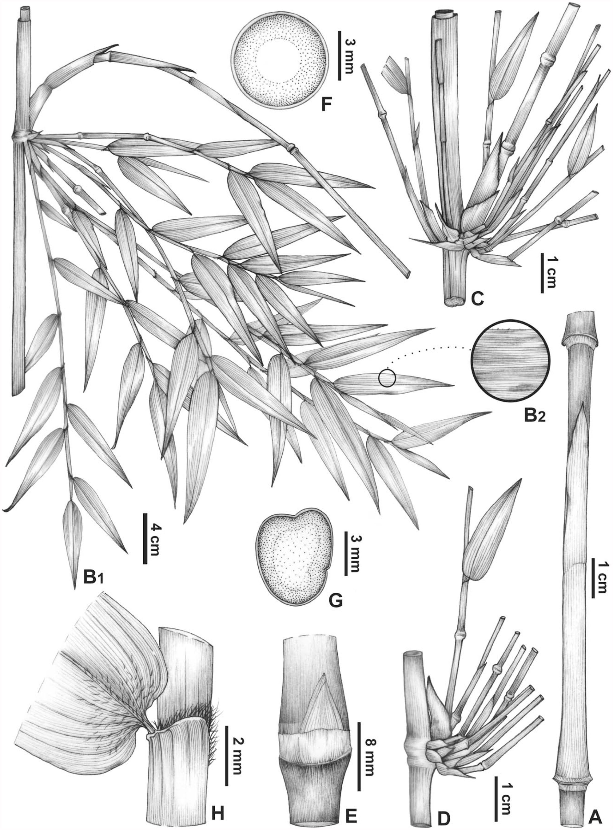 Chusquea clemirae (Bambusoideae, Poaceae): A New Woody Bamboo from the ...