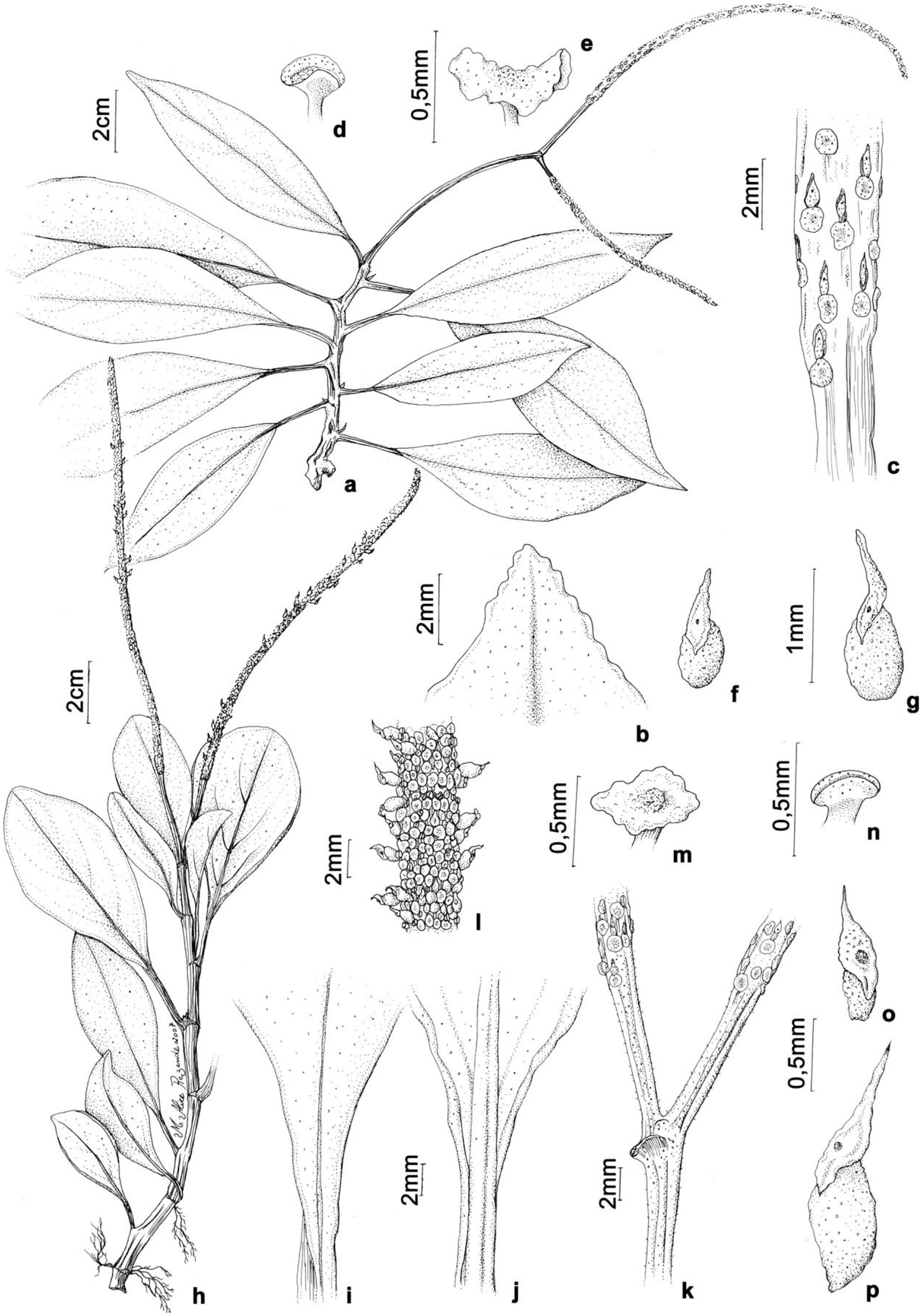 New Species of Peperomia (Piperaceae) from Brazil