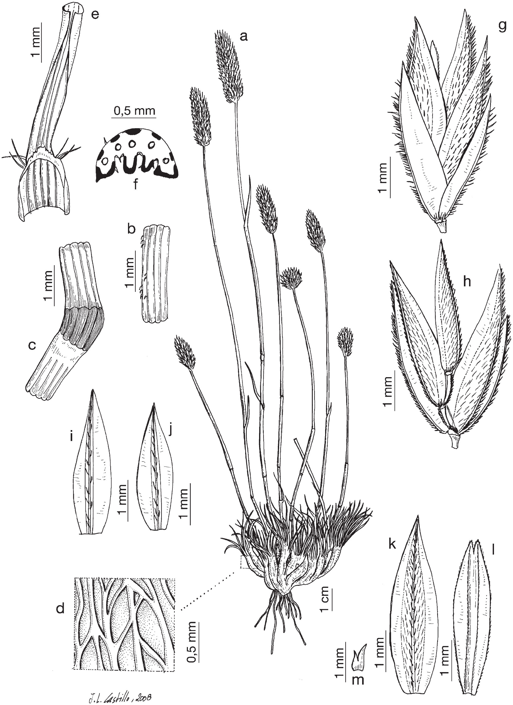 Taxonomic Revision Of Koeleria Poaceae In The Western