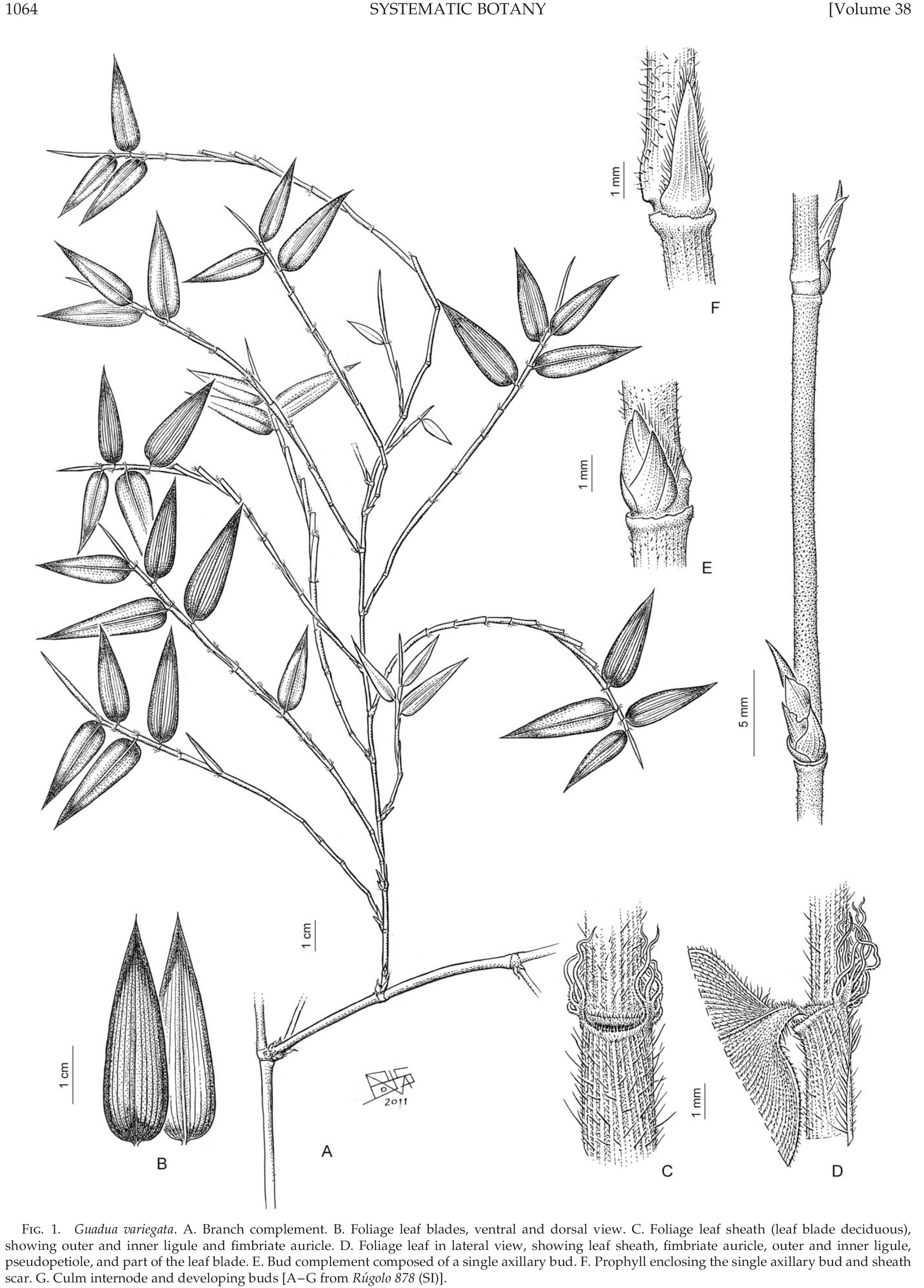 A New Species of Guadua (Poaceae, Bambusoideae, Bambuseae) and Synopsis ...