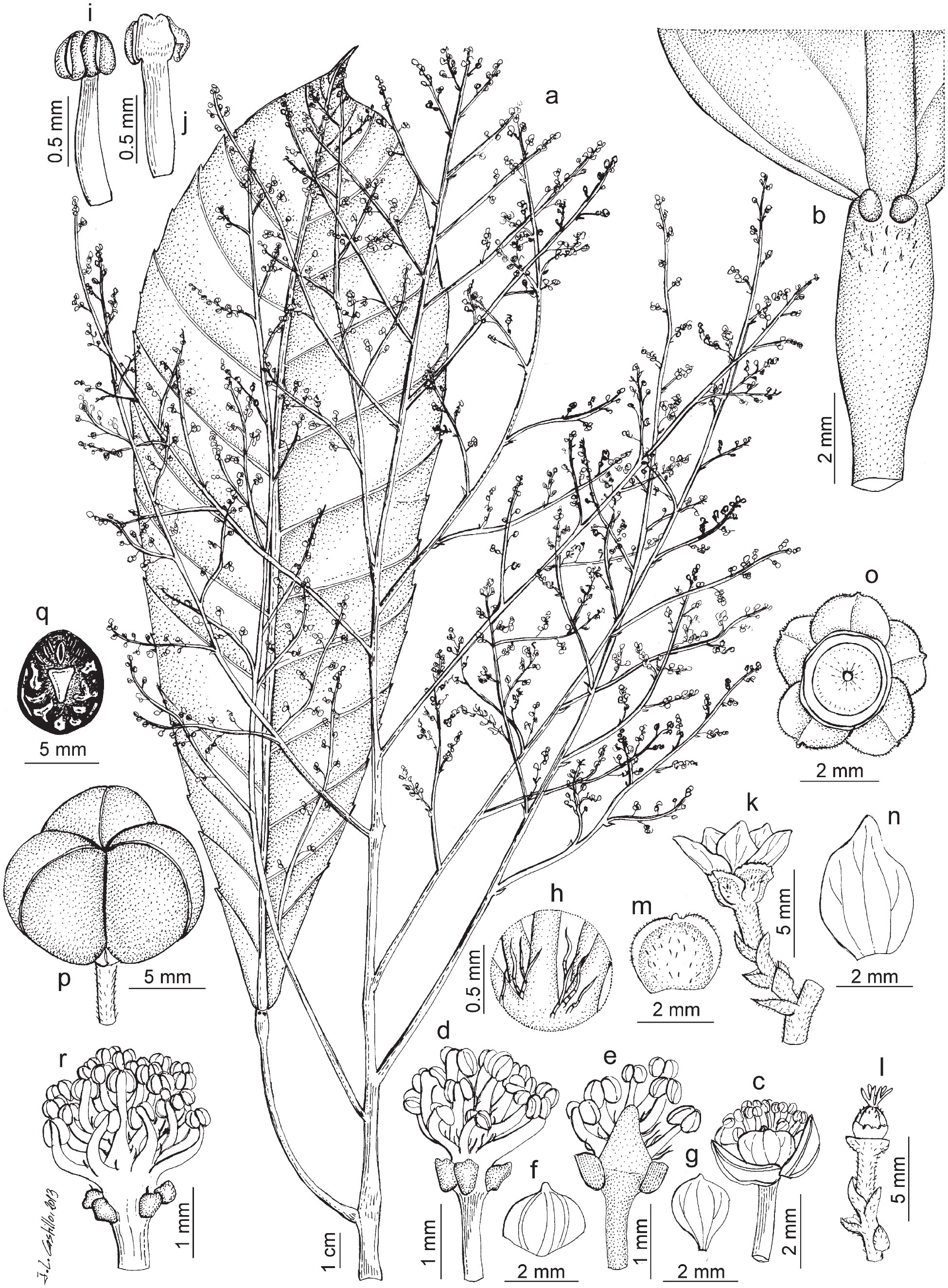 Taxonomic Revision of Grossera (Crotonoideae, Euphorbiaceae): A