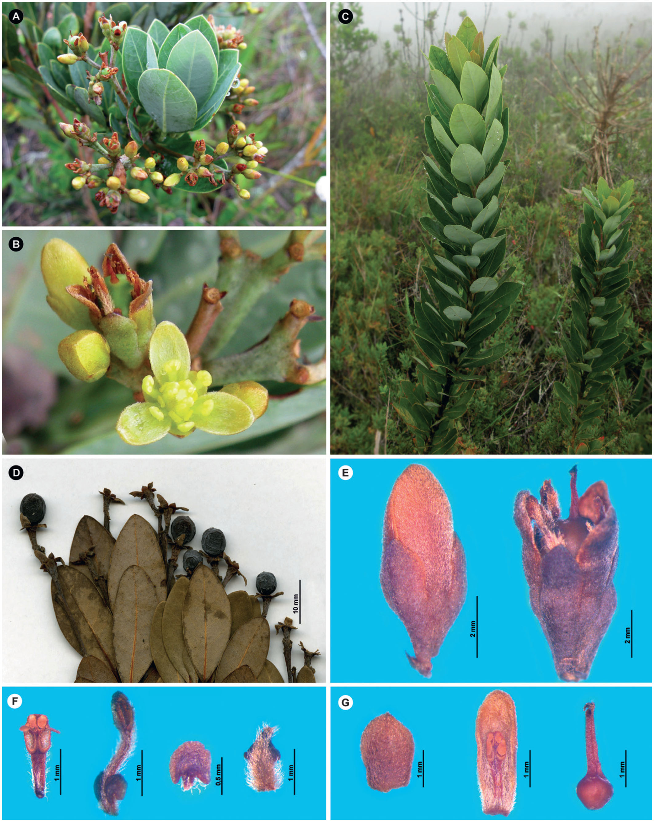 Persea Pumila (Lauraceae), A New Species From The Brazilian “Serra Da ...