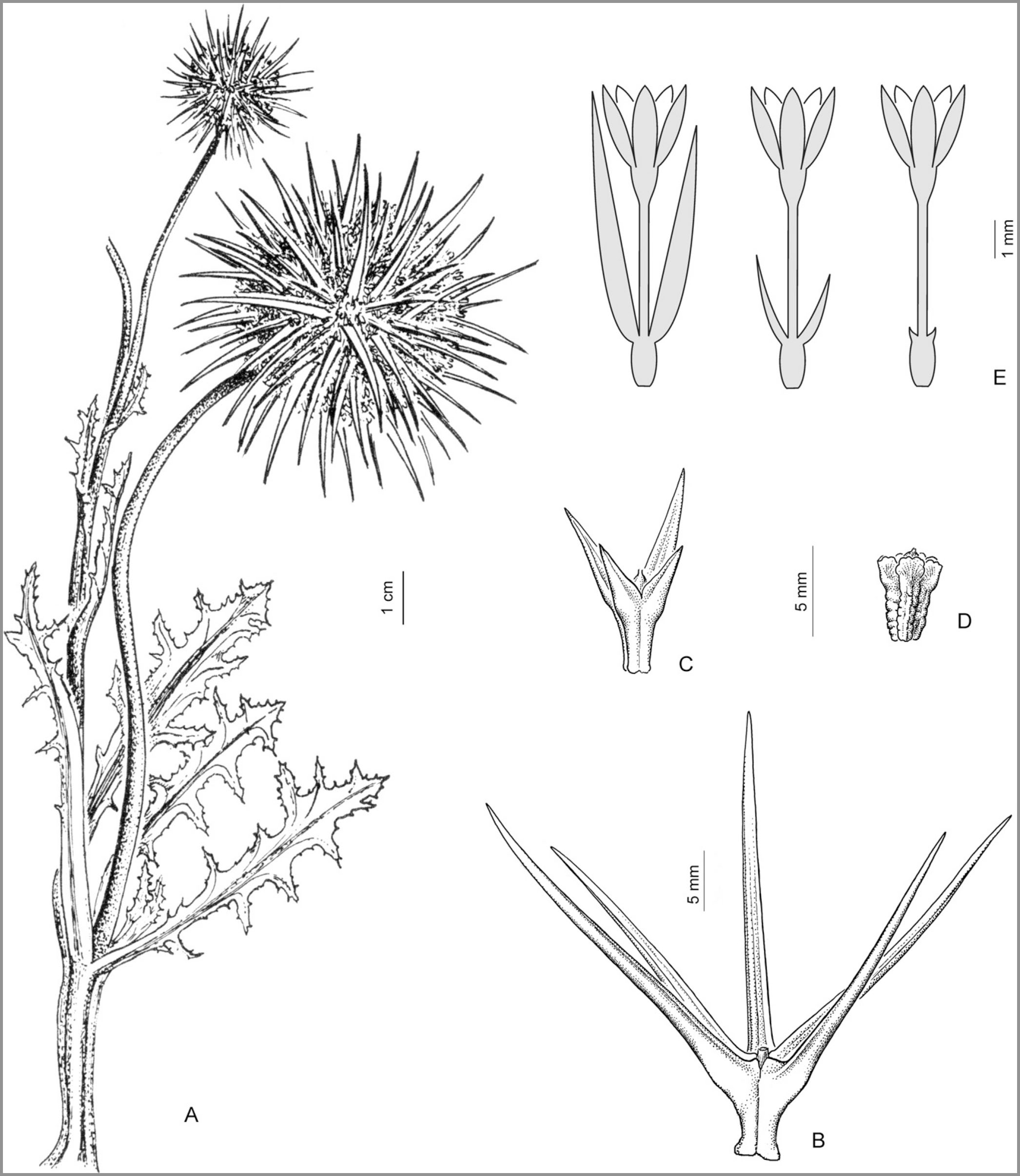 Morphology And Taxonomic Revision Of Calycera