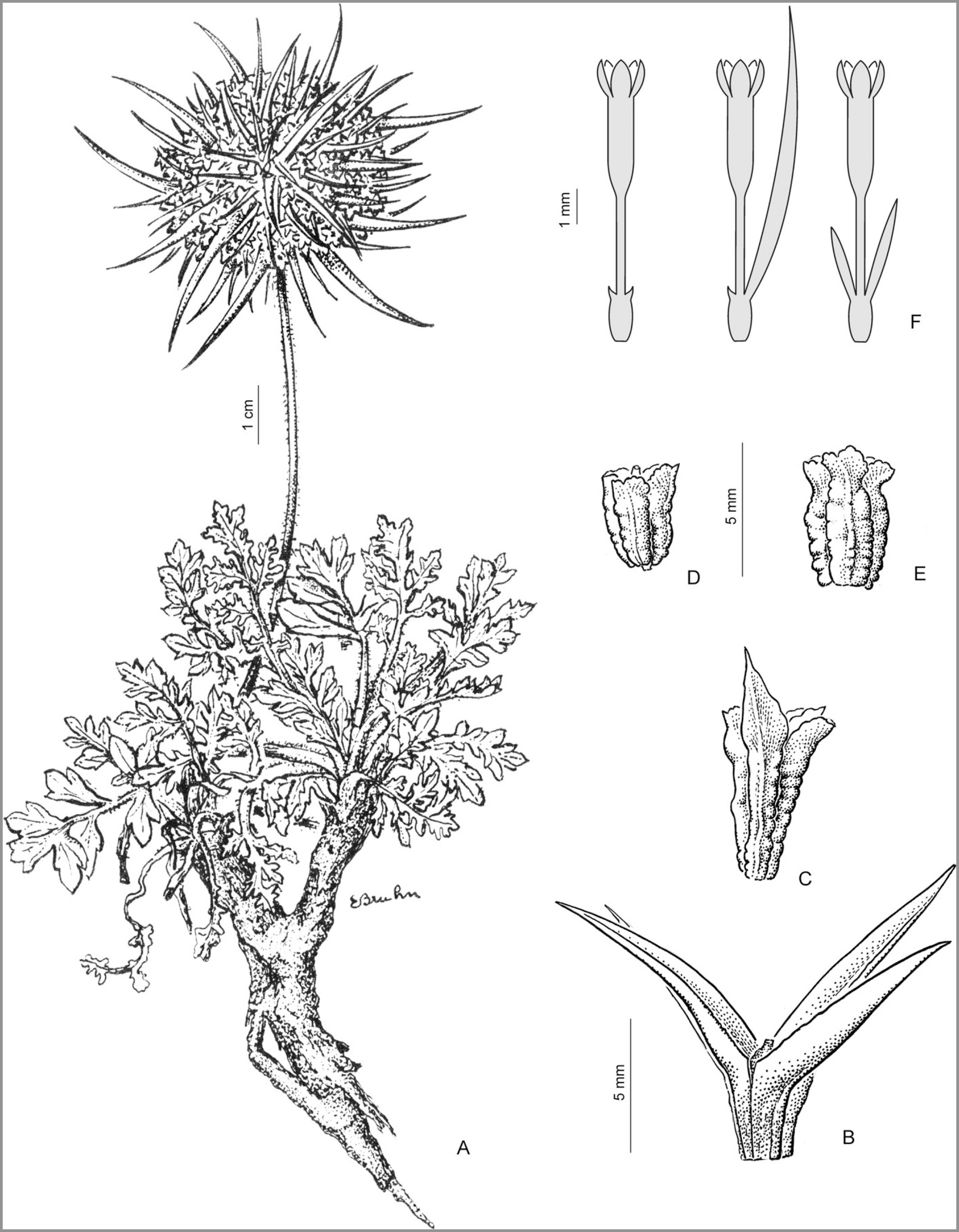 Morphology And Taxonomic Revision Of Calycera