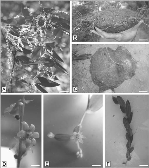Taxonomic Revision of the Dioscorea campestris Species Assemblage ...
