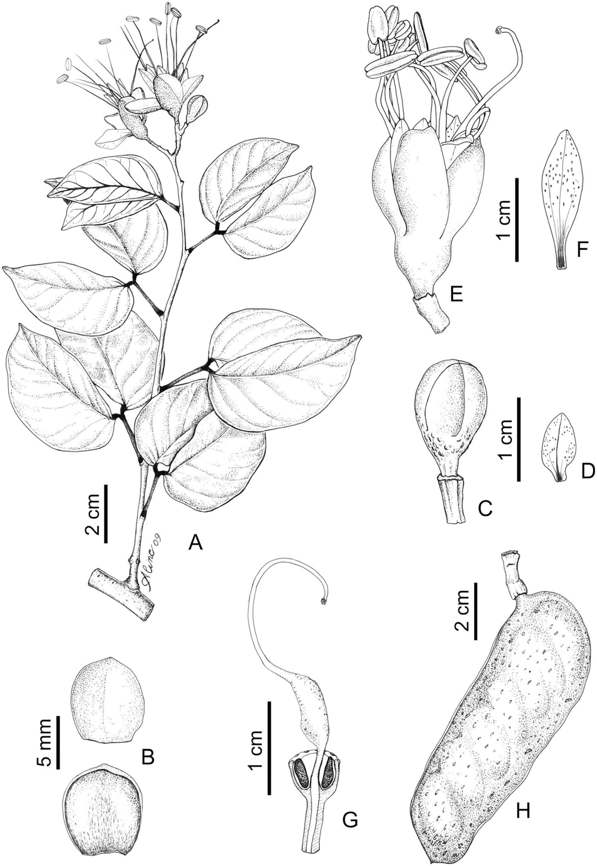 A New Species Of Hymenaea Leguminosae Caesalpinioideae With A Revised Identification Key To The Genus In The Brazilian Atlantic Forest