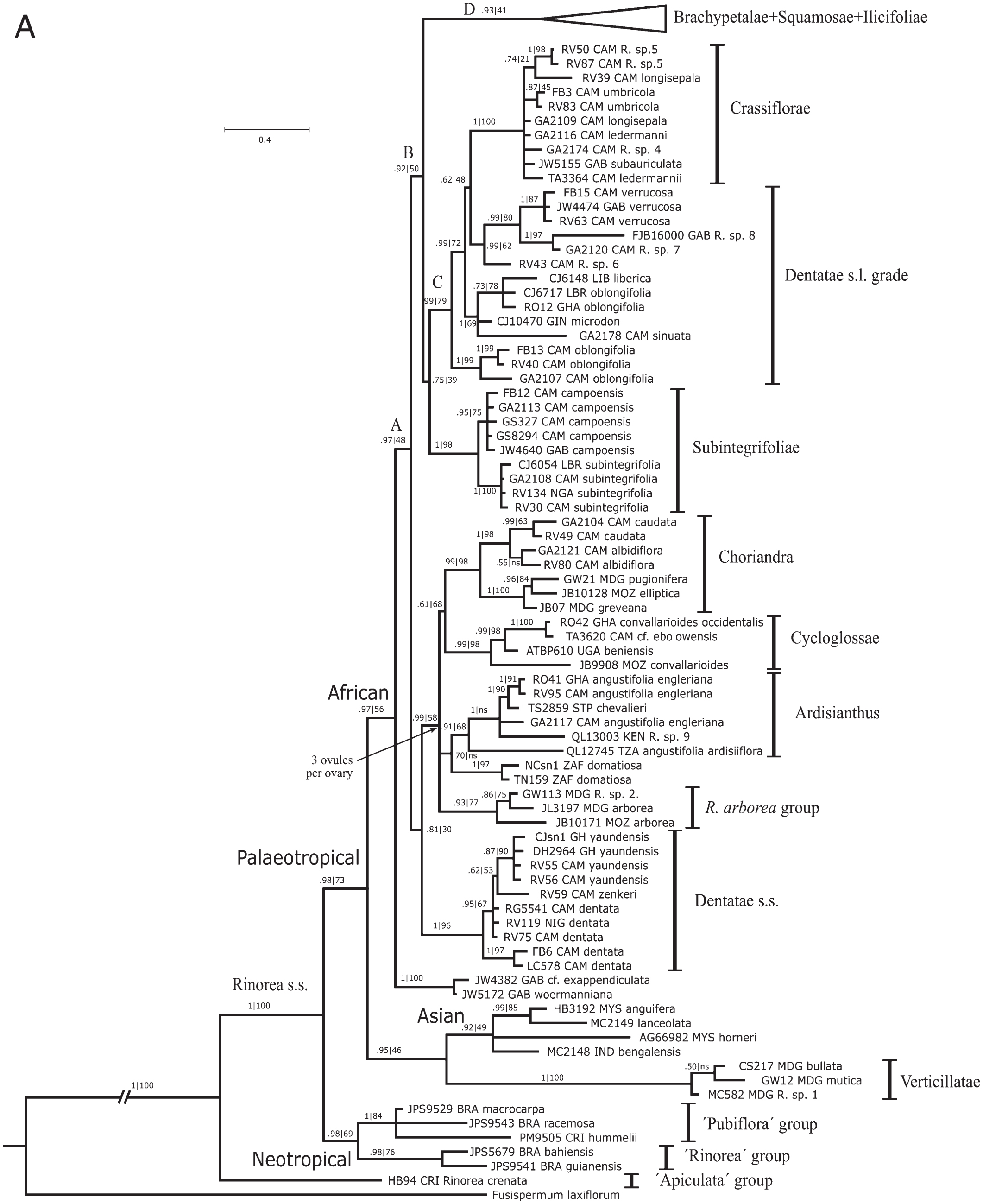 Phylogenetics Of African Rinorea Violaceae Elucidating Infrageneric Relationships Using Plastid And Nuclear Dna Sequences