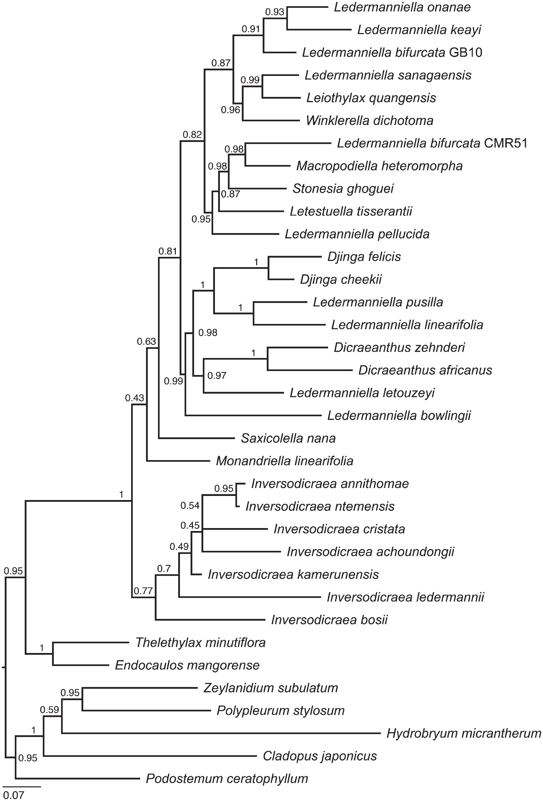 Describing A New Species Into A Polyphyletic Genus Taxonomic Novelty In Ledermanniella S L Podostemaceae From Cameroon