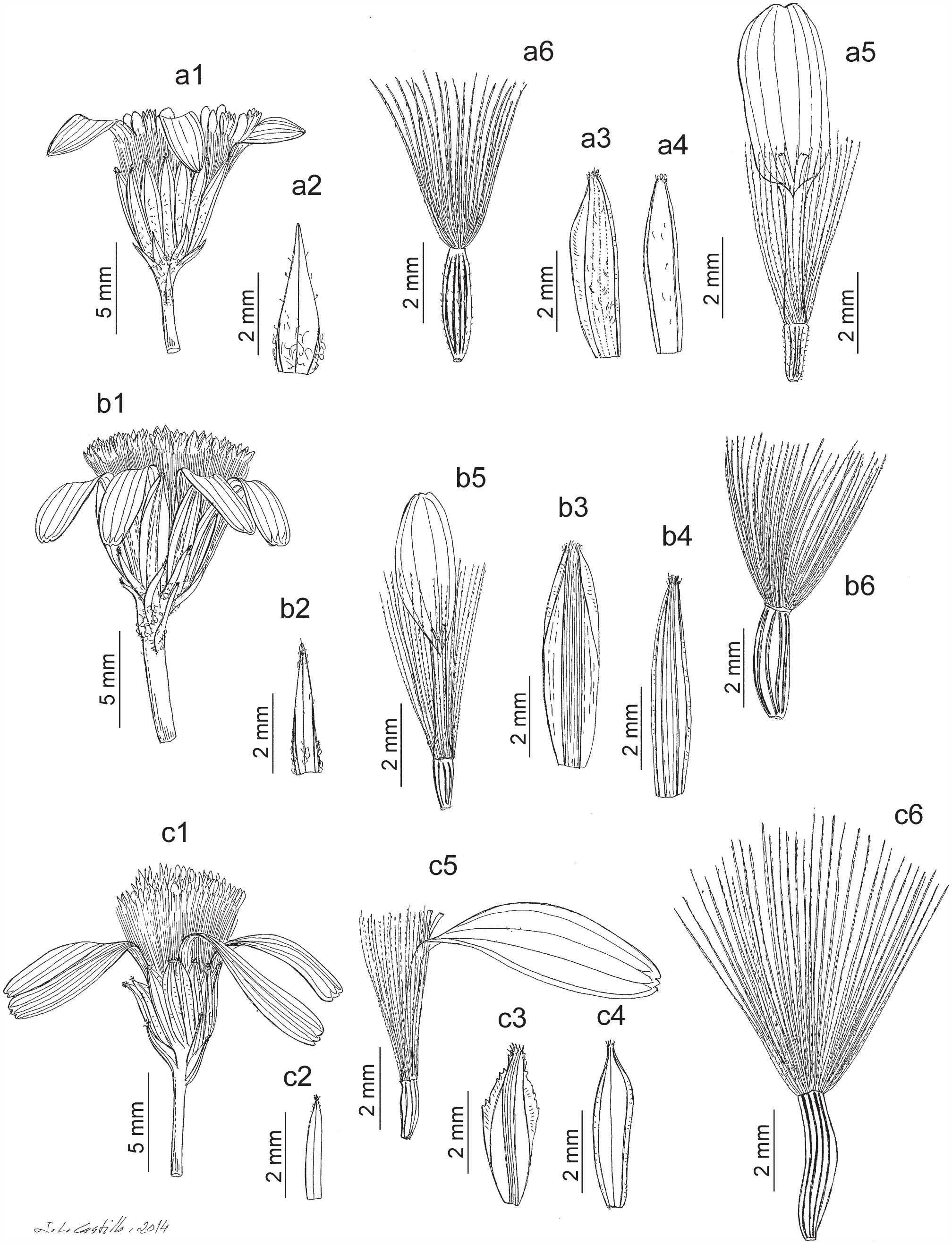 A Taxonomic Revision Of The Eurasian Northwestern African Senecio Doria Group Compositae