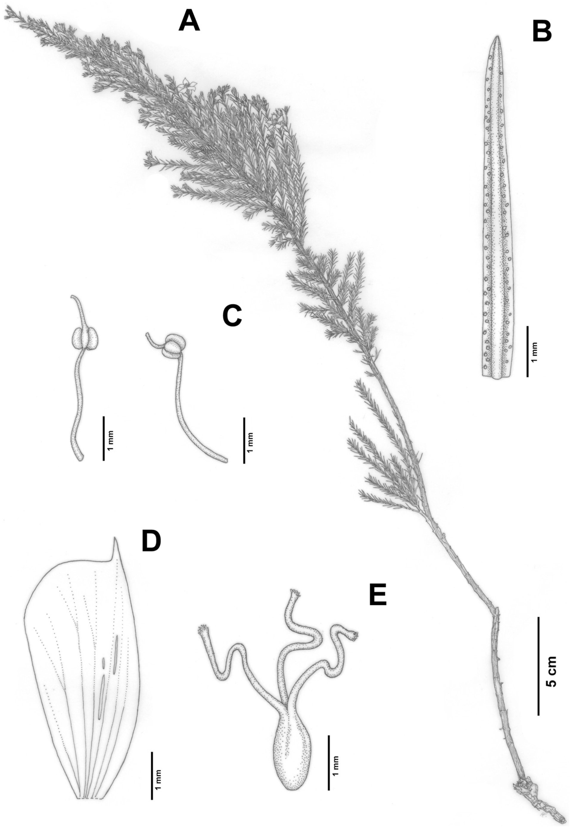 A New Threatened Species of Hypericum from the South Brazilian Pampa Biome