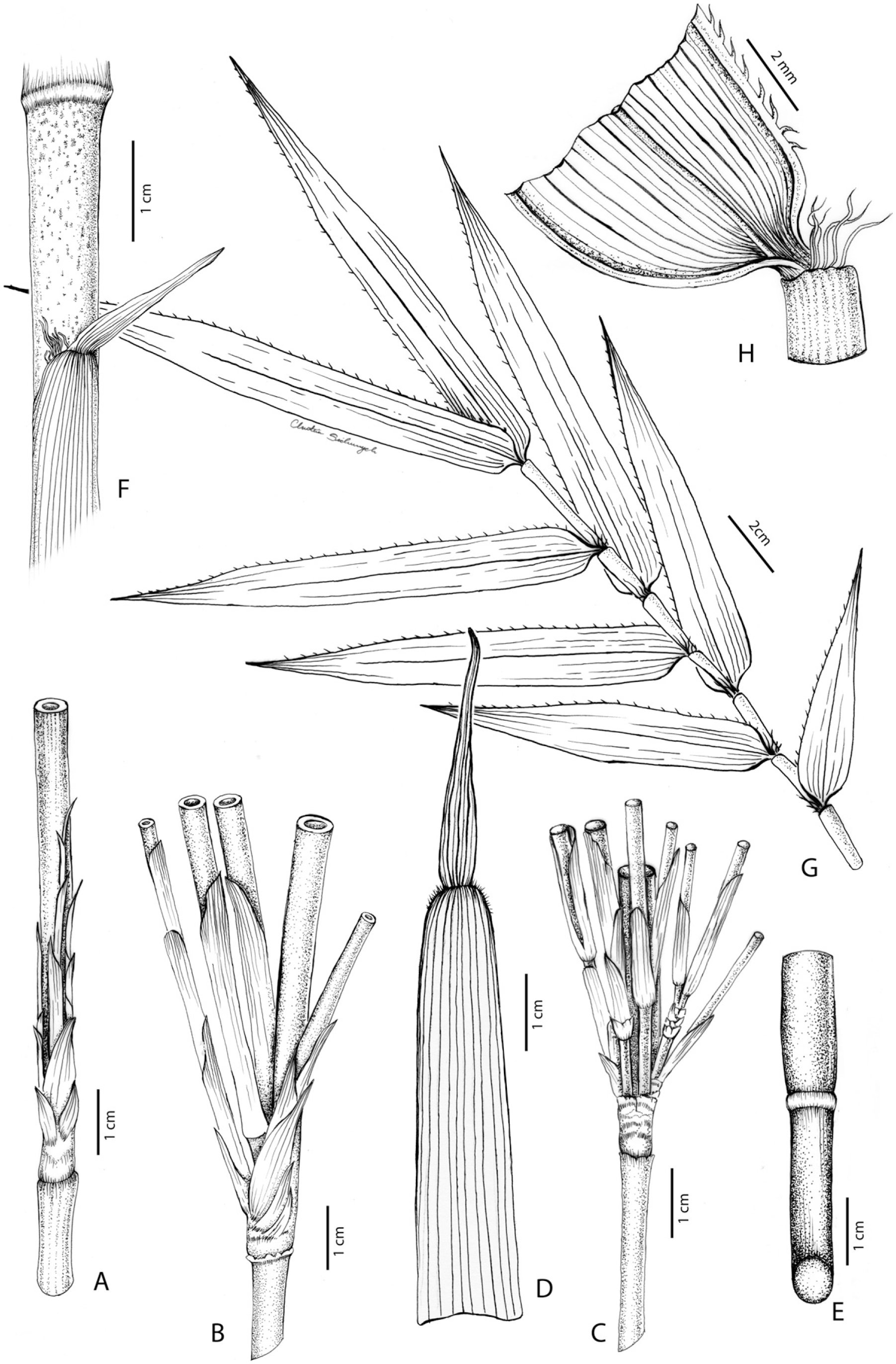 Taxonomic Revision of the Temperate Woody Bamboo Genus Kuruna (Poaceae ...