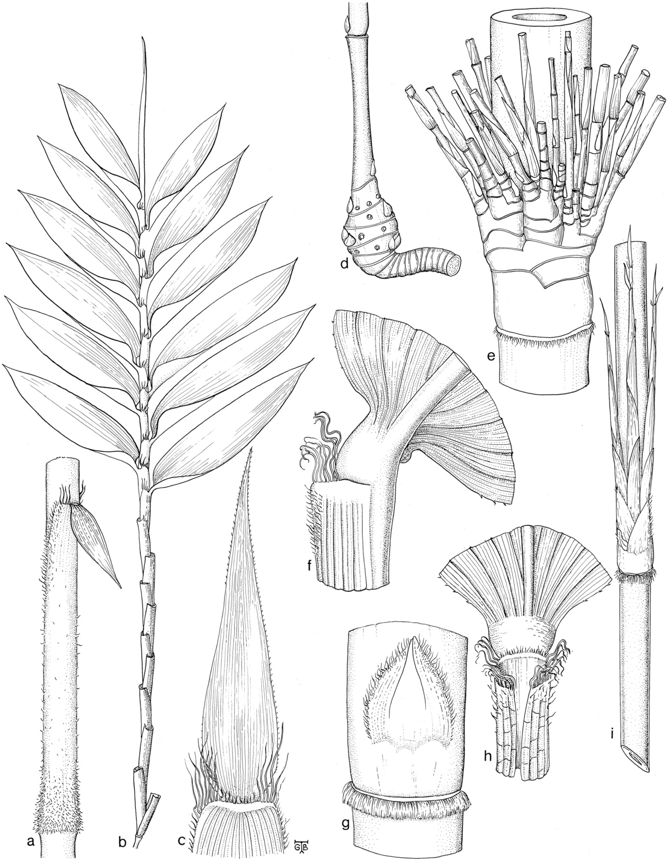 Taxonomic Revision of the Temperate Woody Bamboo Genus Kuruna (Poaceae ...