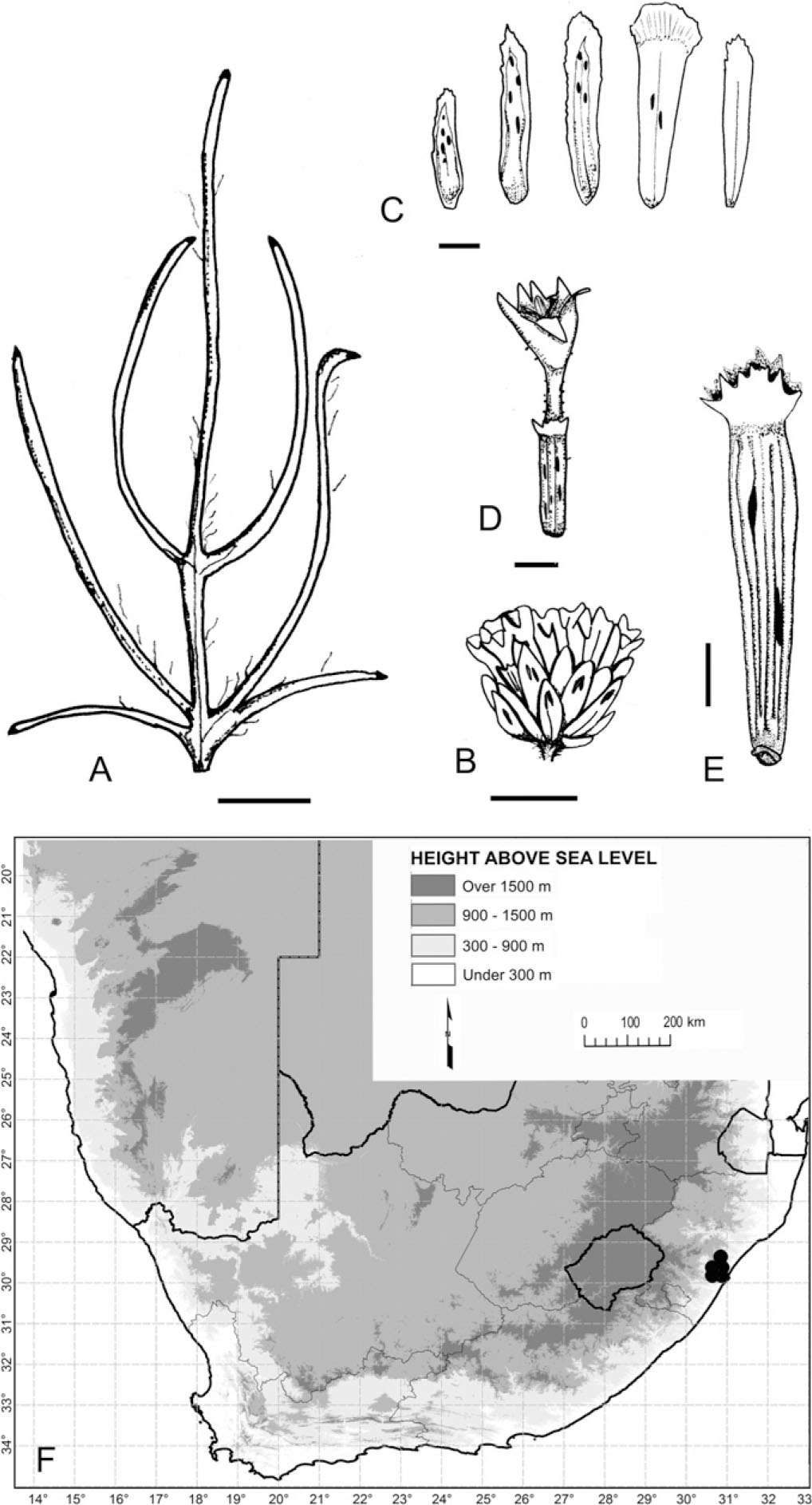 Taxonomy Of The Genus Phymaspermum Asteraceae Anthemideae