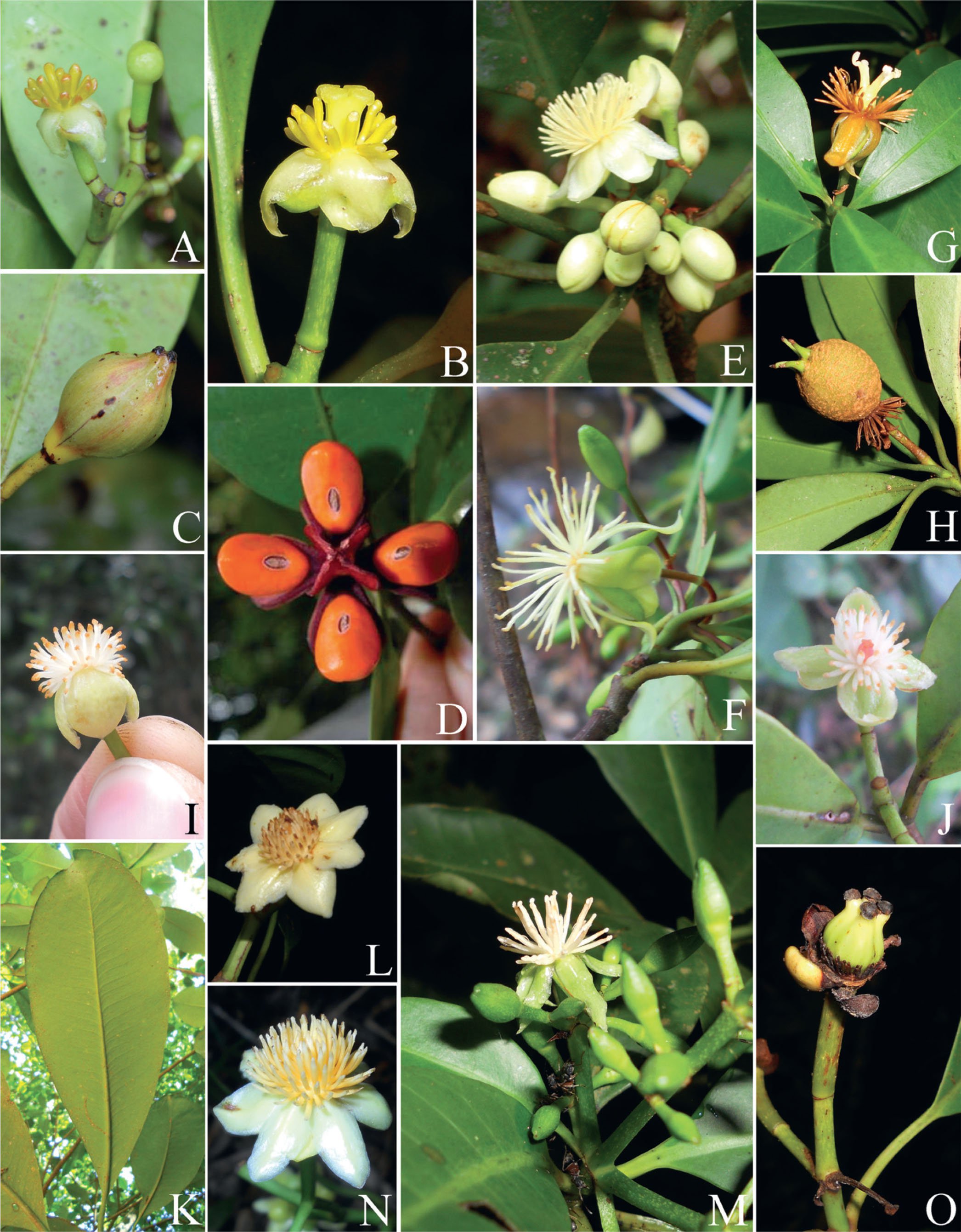 Tovomita (Clusiaceae) from the Brazilian Atlantic Forest: Taxonomy and ...