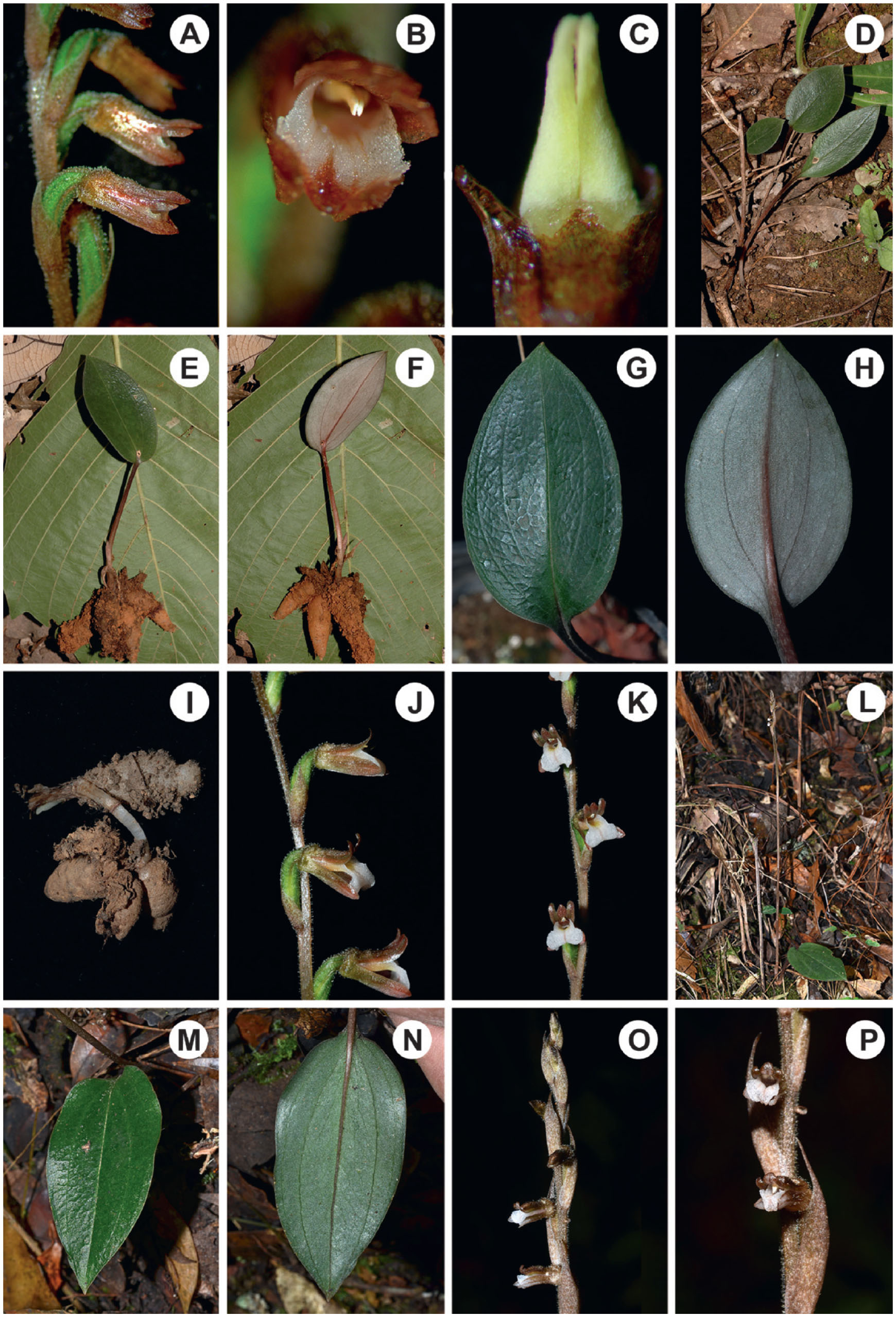 Greenwoodiella, a New Genus of Spiranthinae (Orchidaceae) from North ...