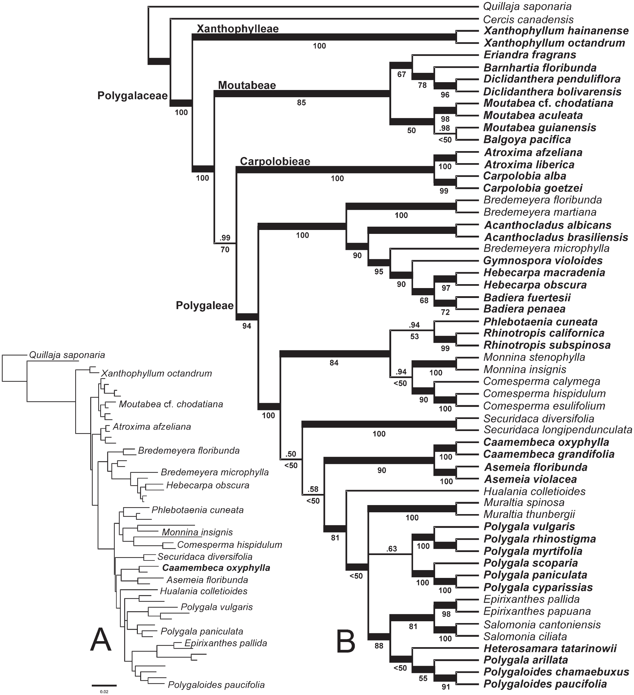 A Molecular Phylogeny And Taxonomic Notes In Caamembeca (Polygalaceae)