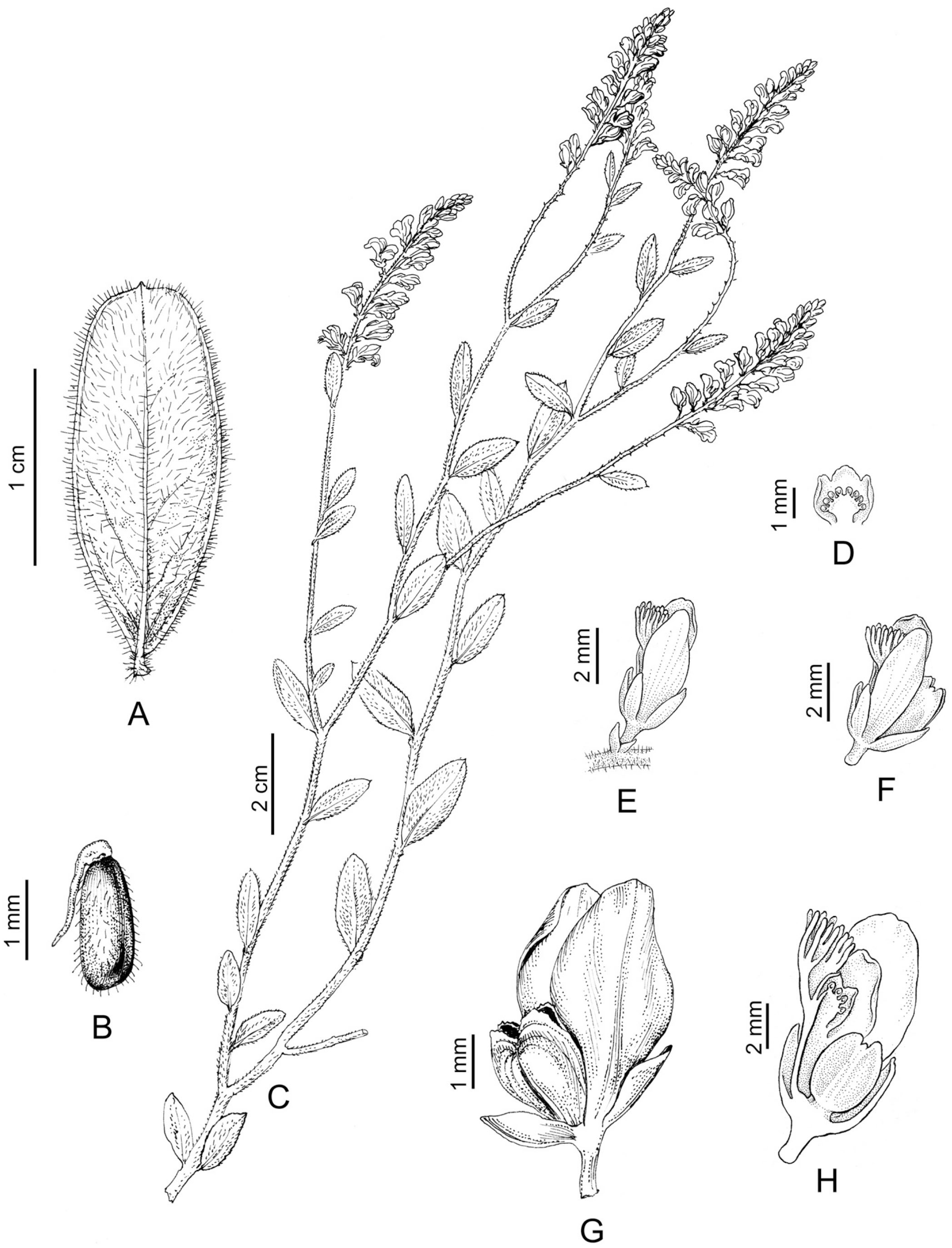 Two New Species Of Polygala From Toliara Province In Southern Madagascar