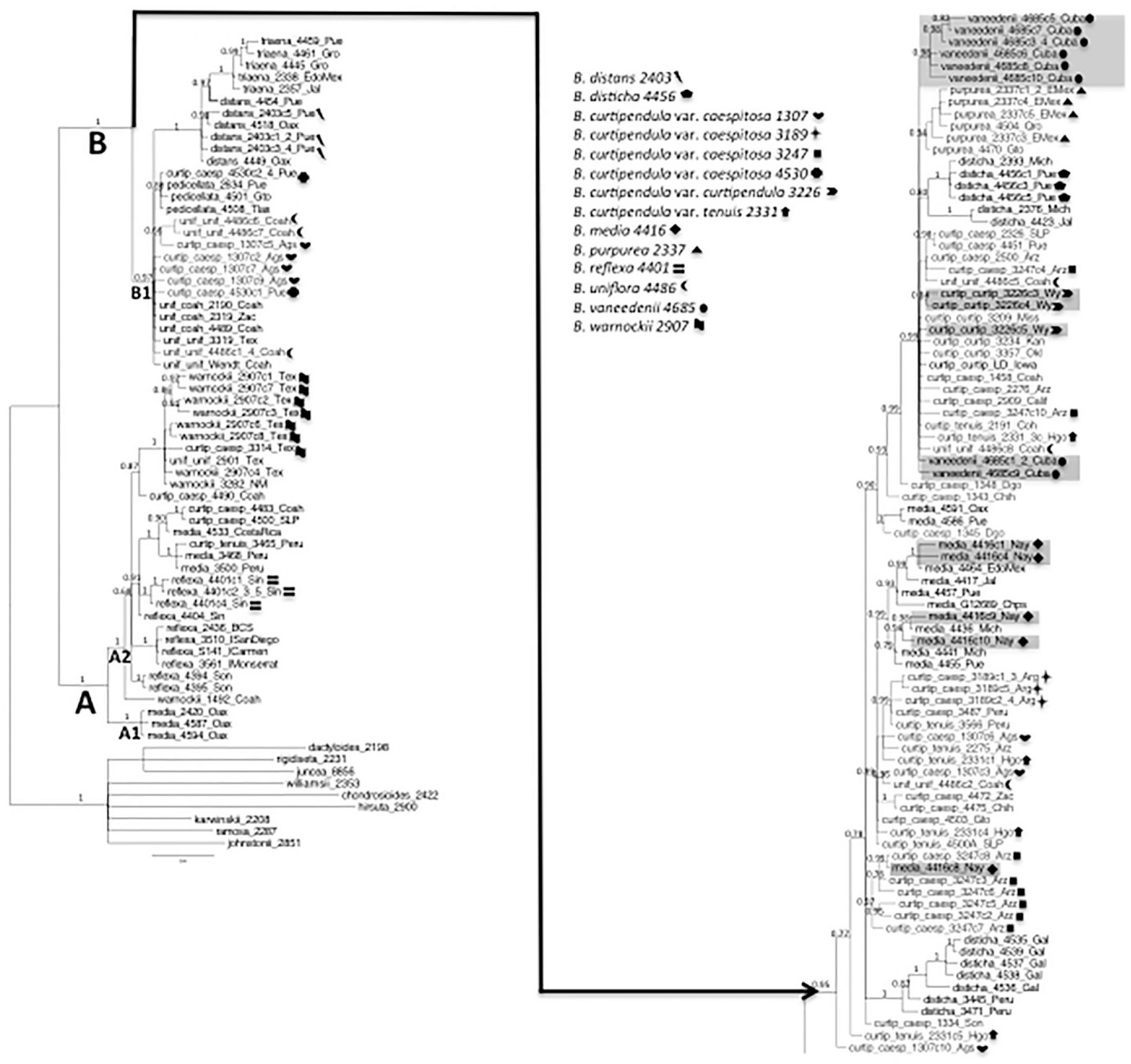 Polyploidy As A Factor In The Evolution Of The Bouteloua