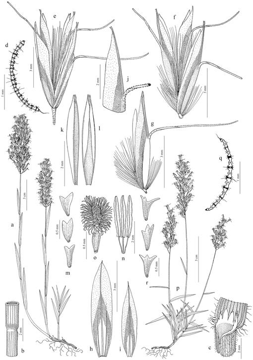 Taxonomic Revision Of Trisetum Section Acrospelion Poaceae