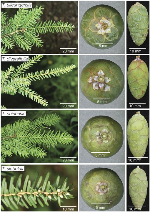 A New Species and Introgression in Eastern Asian Hemlocks