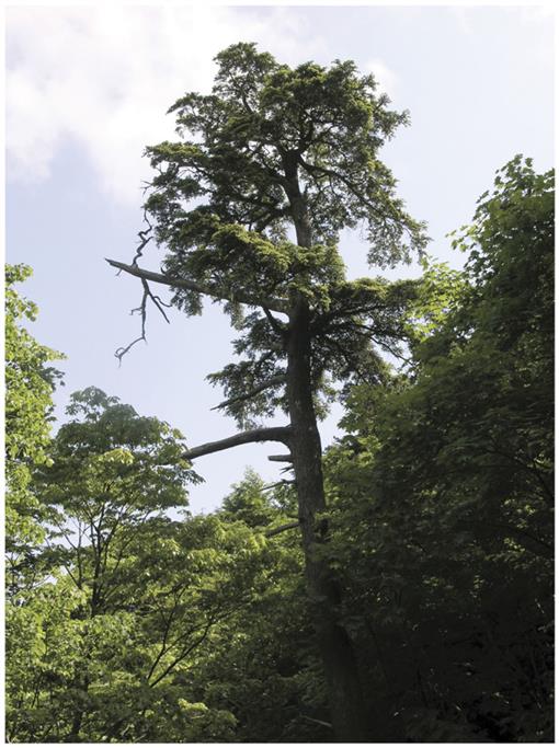 A New Species and Introgression in Eastern Asian Hemlocks