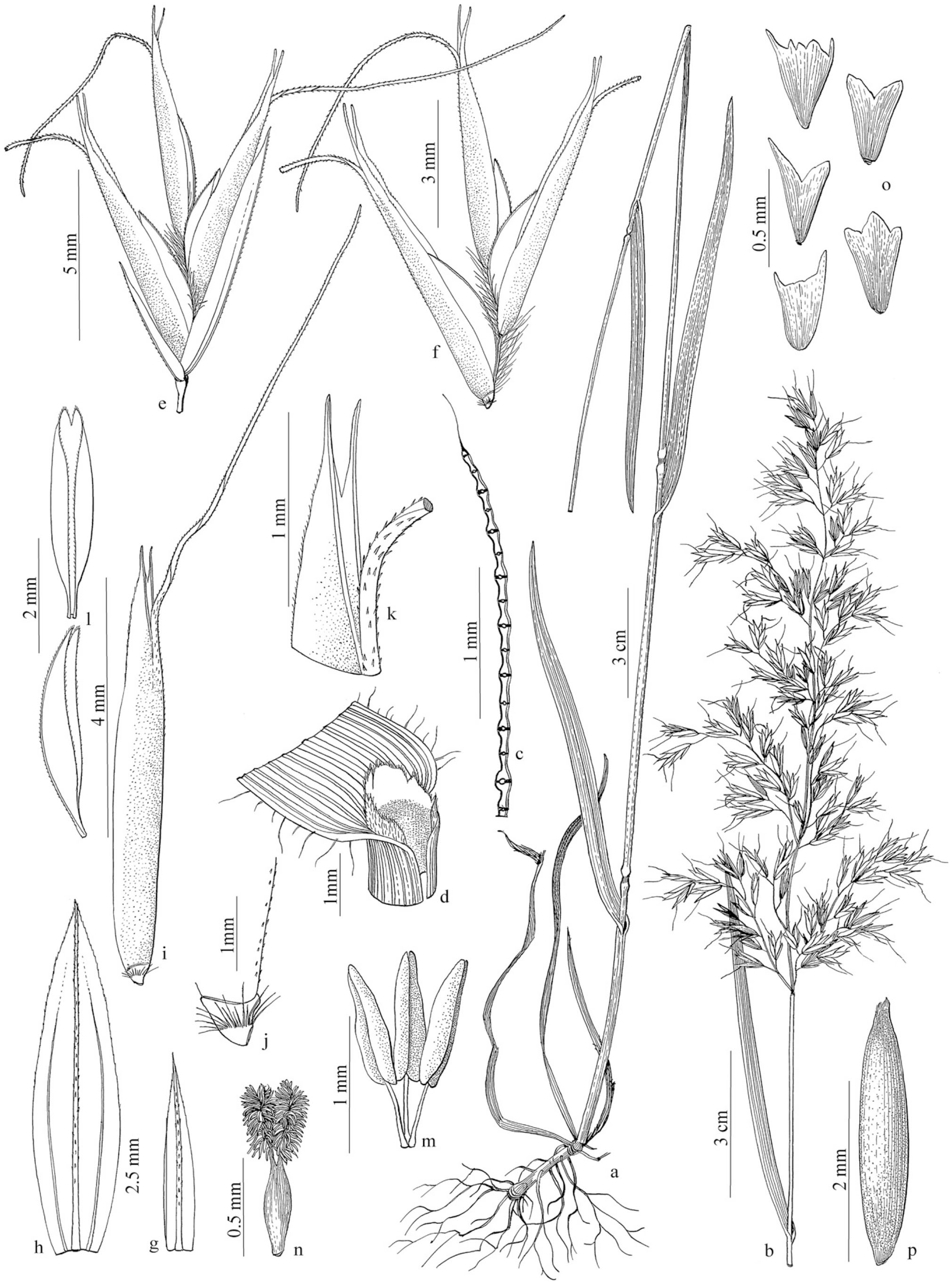 Taxonomic Revision Of Trisetum Section Sibirica Poaceae Pooideae Aveninae