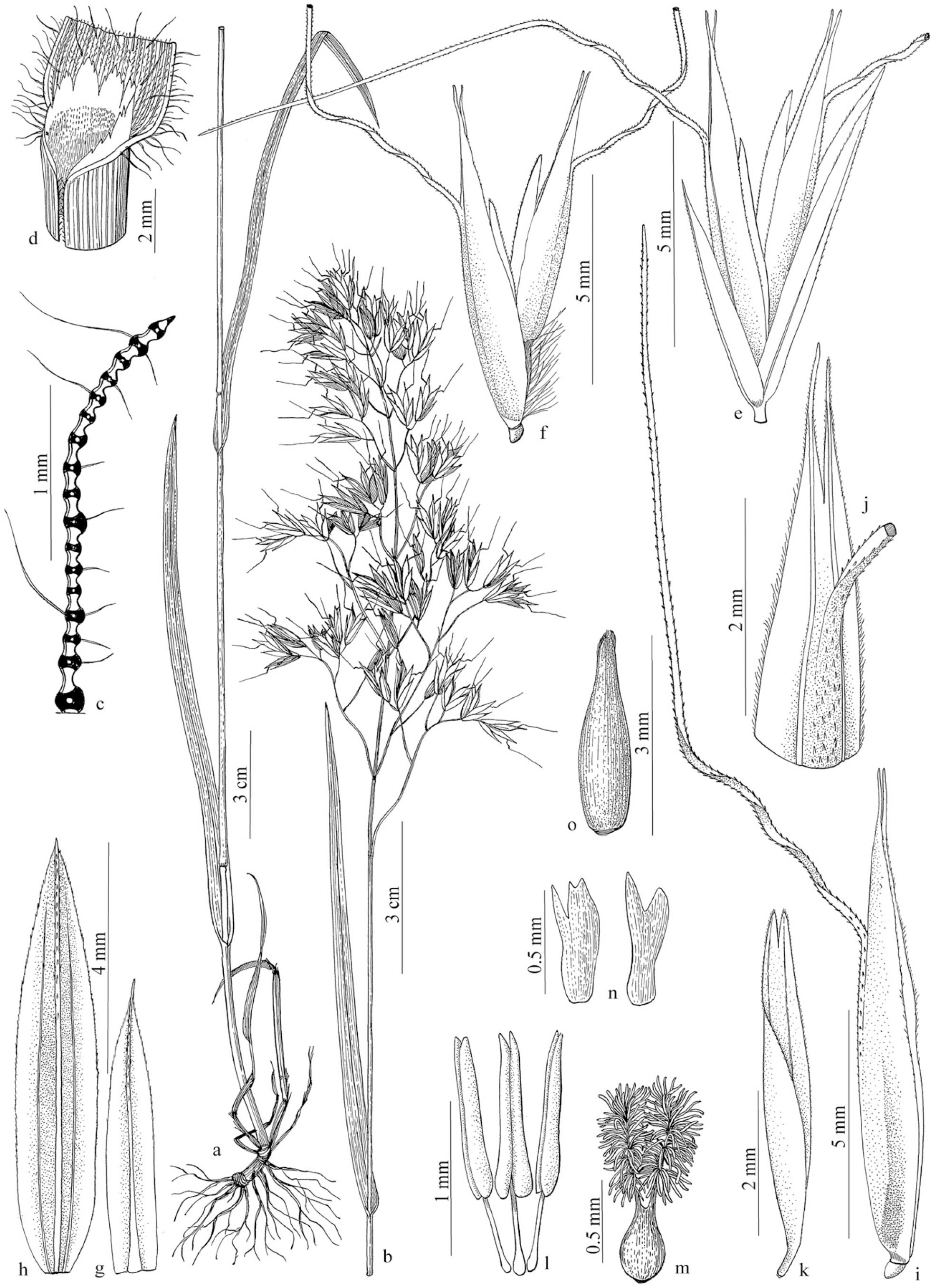 Taxonomic Revision Of Trisetum Section Sibirica Poaceae Pooideae Aveninae