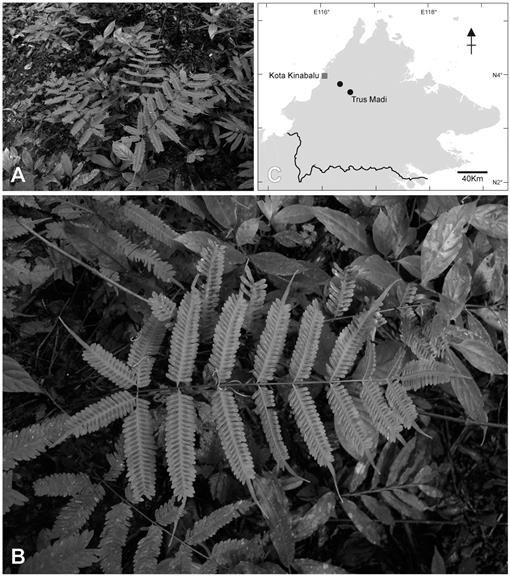 Pteris Borneensis Pteridaceae A New Species From Borneo - 