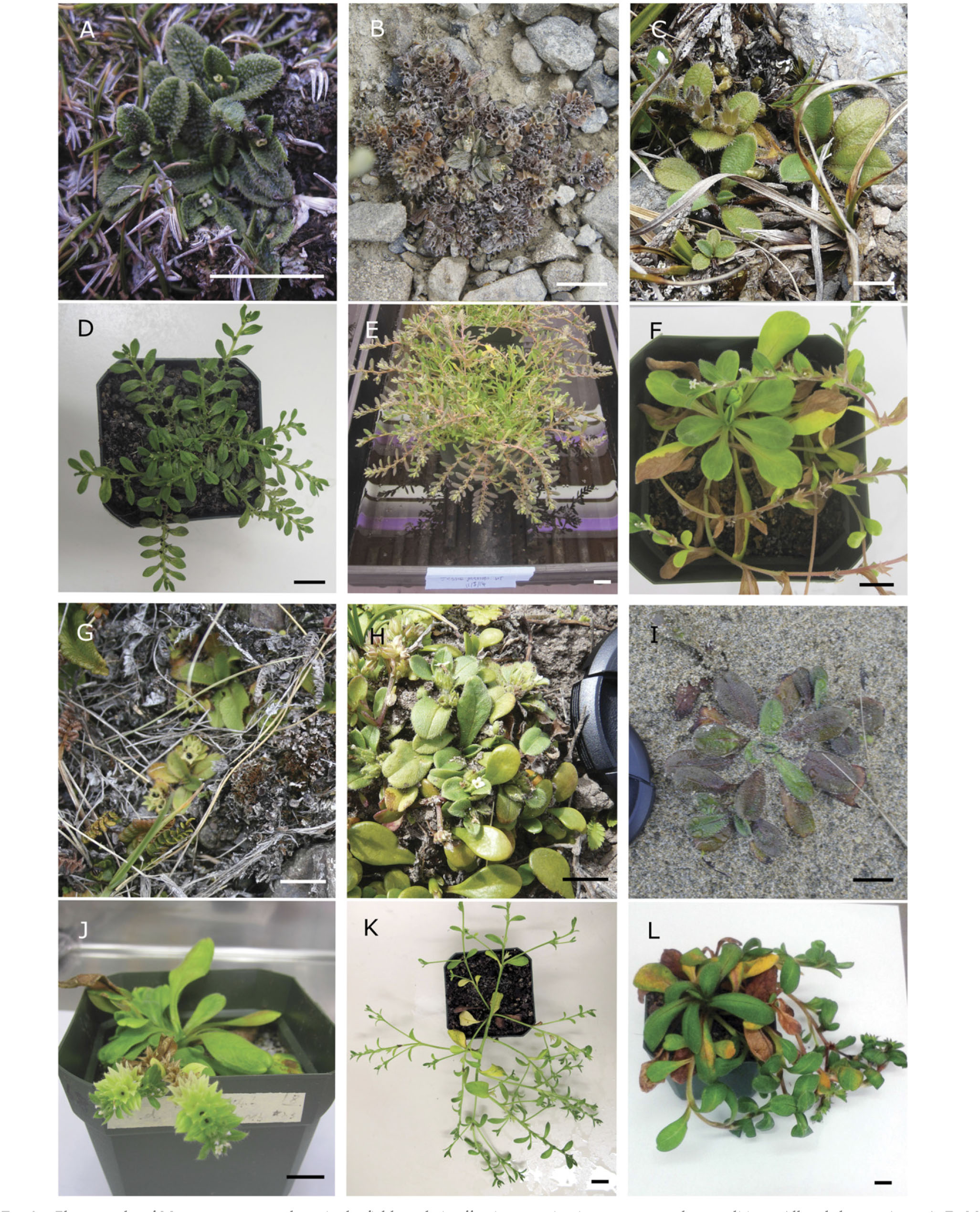 Bolstering Species Delimitation In Difficult Species Complexes By