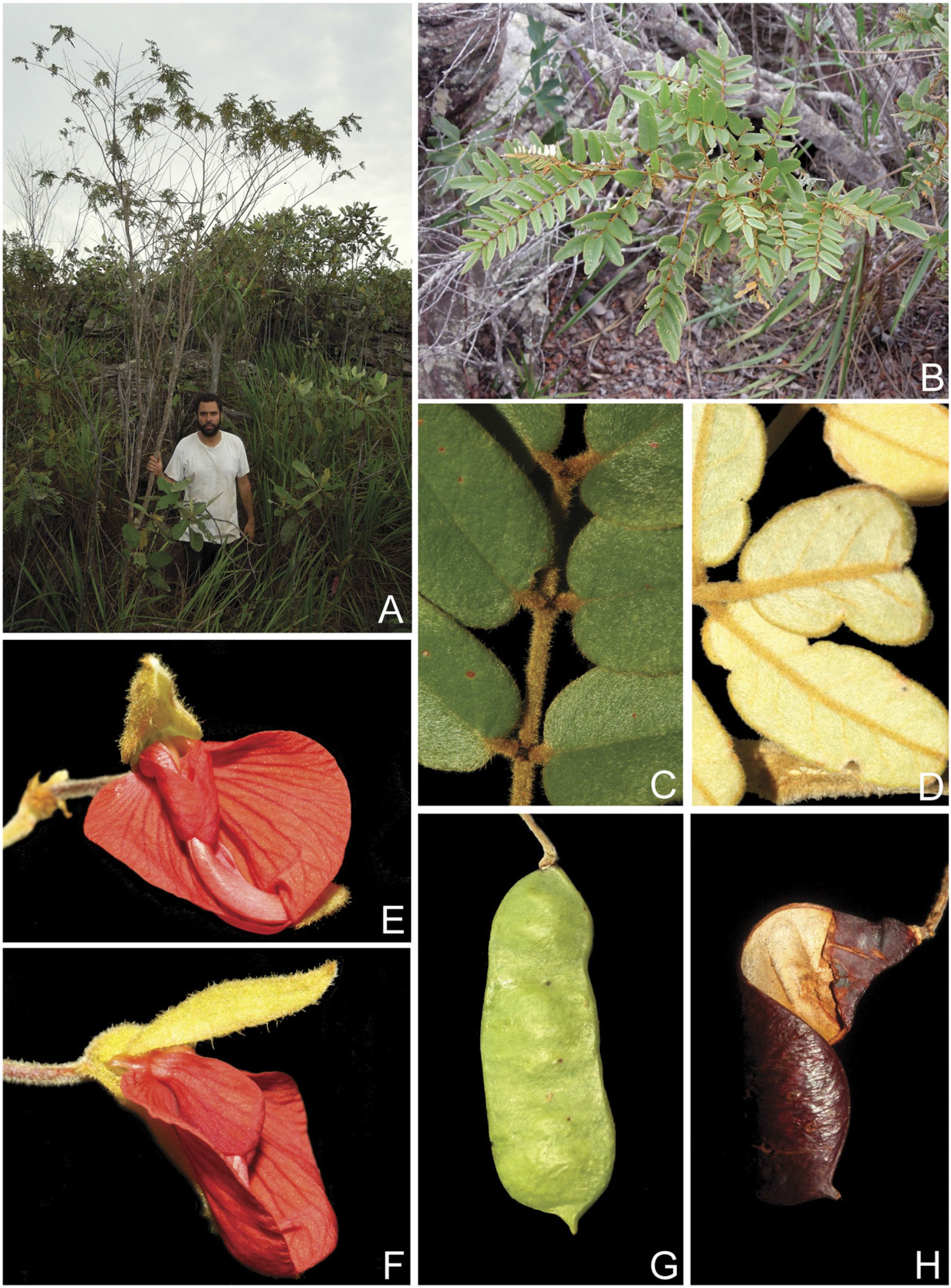 Harpalyce Riparia (leguminosae, Papilionoideae), A New Species From The 