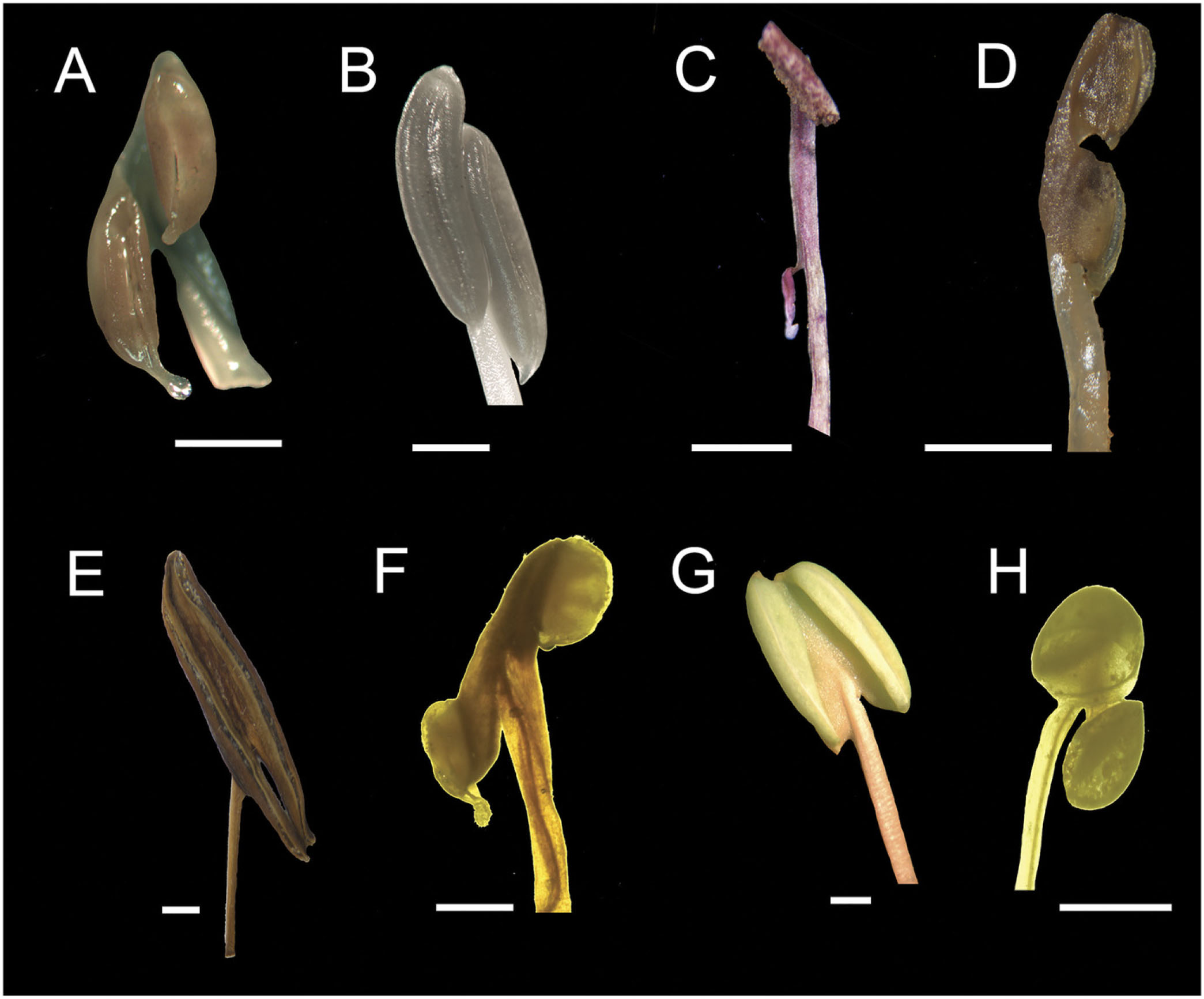 Phylogenetics of New World ‘justicioids’ (Justicieae: Acanthaceae ...