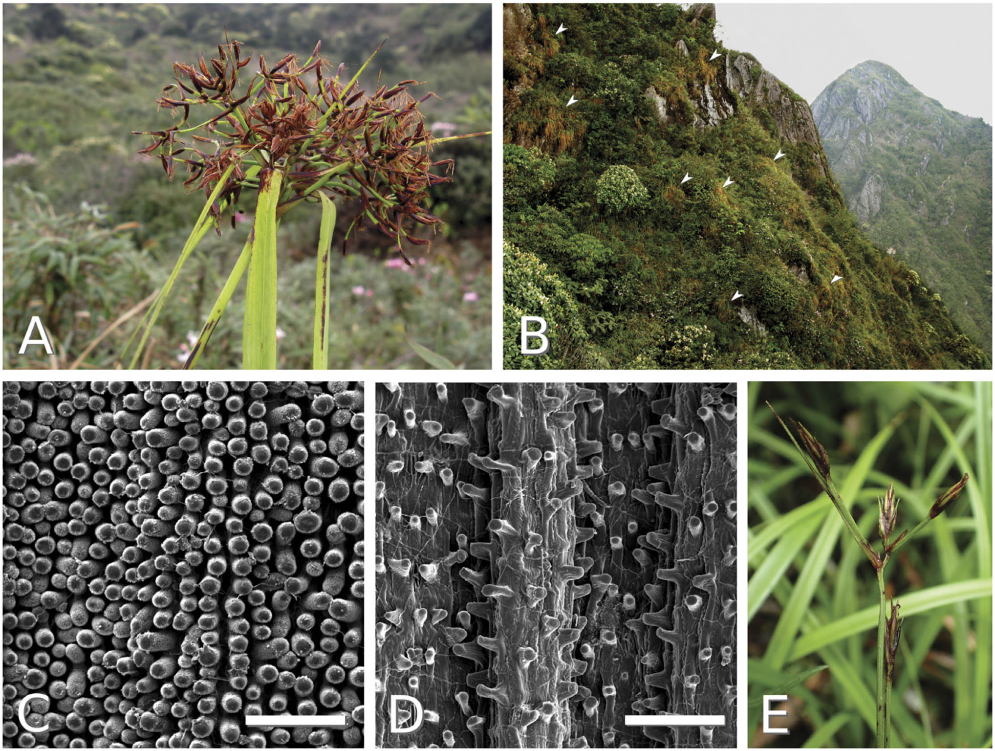 A Revision Of Sumatroscirpus Sumatroscirpeae Cyperaceae With Discussions On Southeast Asian Biogeography General Collecting And Homologues With Carex Cariceae Cyperaceae