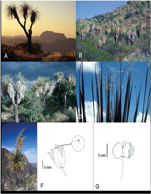 Nolina species of Baja California - Agaveville