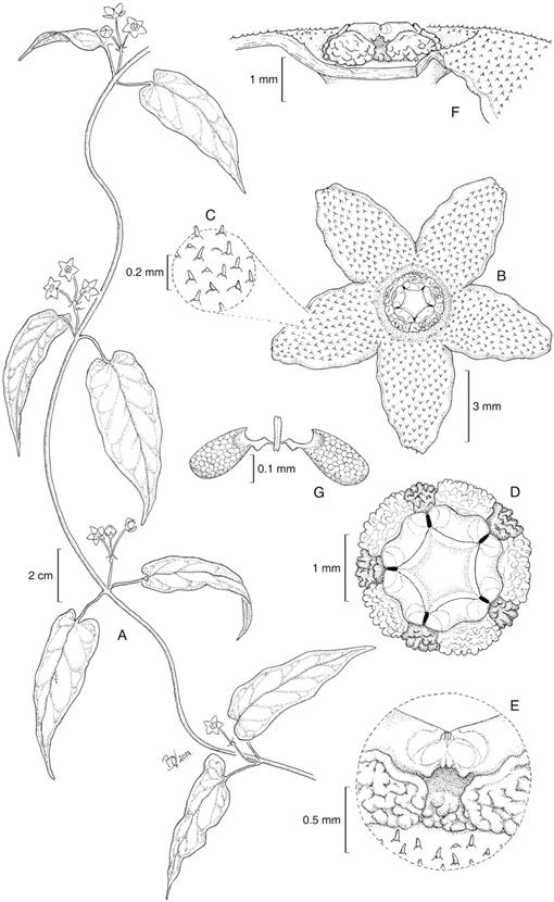 https://bioone.org/ContentImages/Journals/sbot/43/3/036364418X697544/graphic/WebImages/f04_818.jpg