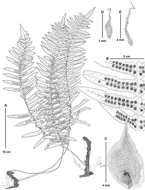 PDF) Micro-morphological characters in Polypodiaceae and its taxonomic  significance