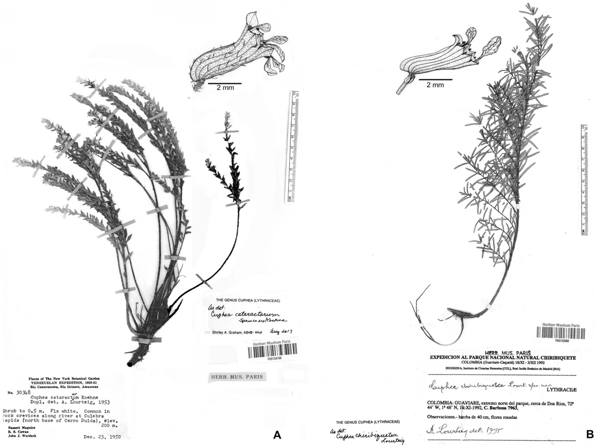 A Revision Of Cuphea Section Amazoniana S S Lythraceae