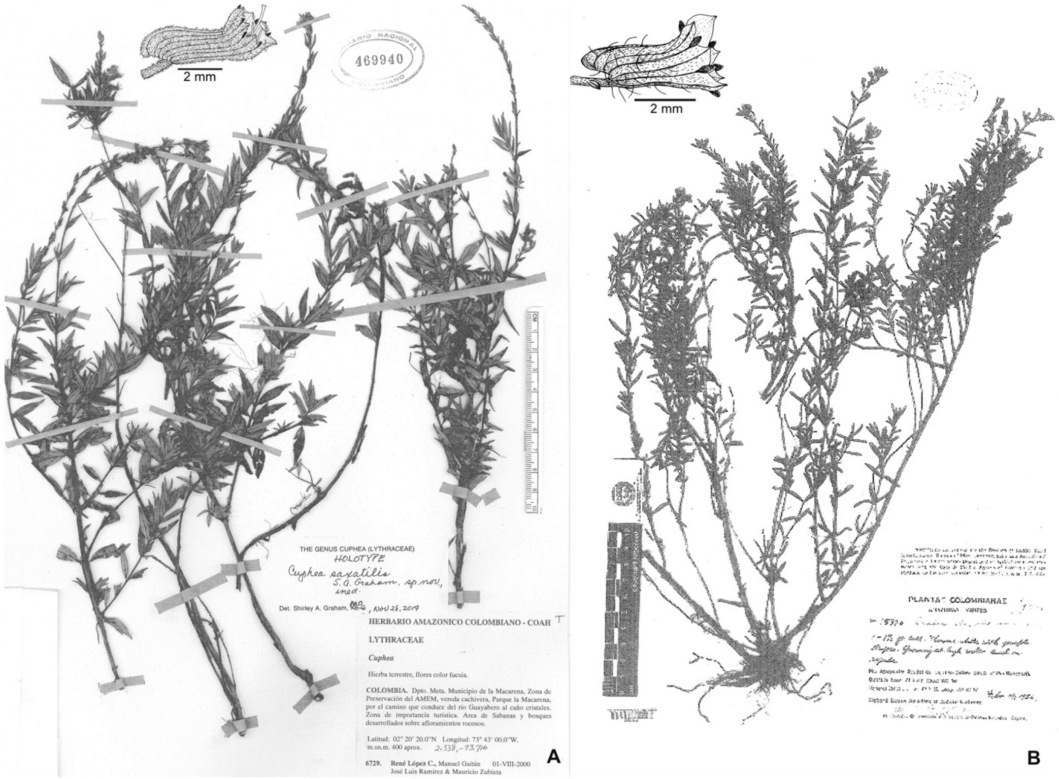 A Revision Of Cuphea Section Amazoniana S S Lythraceae