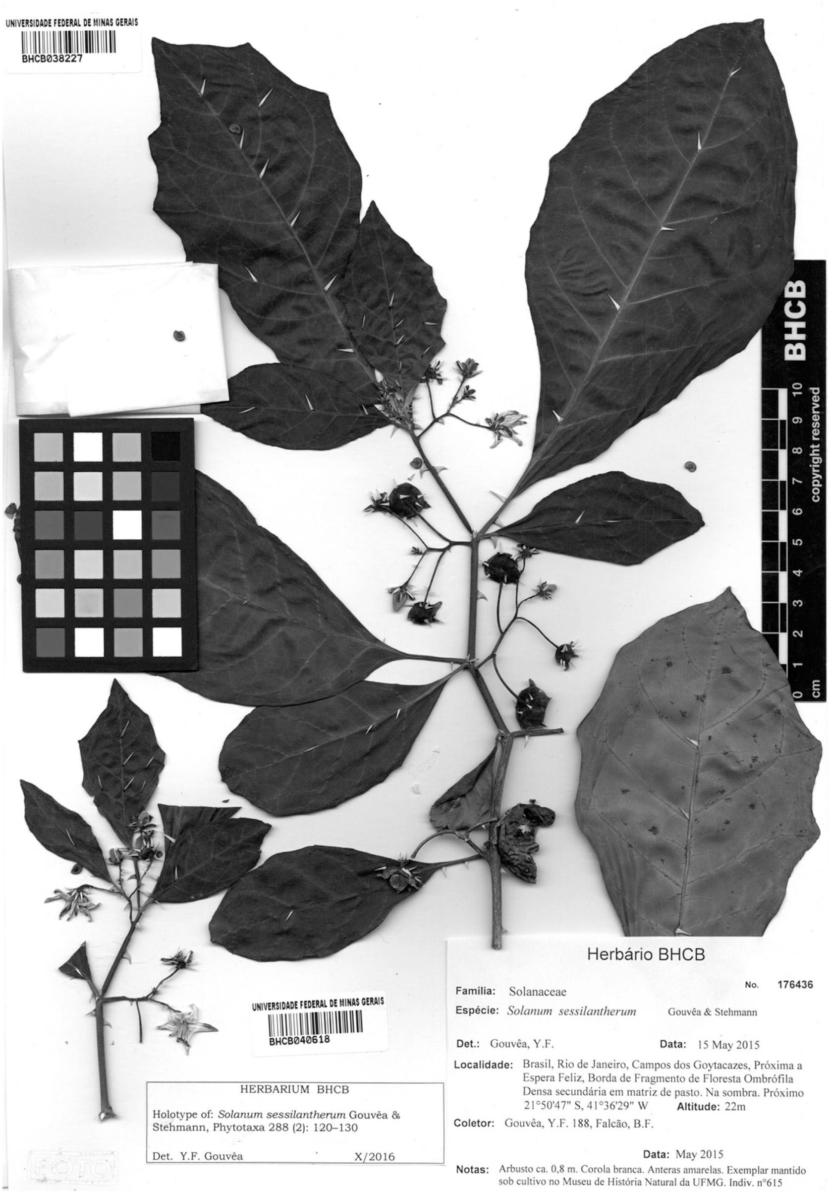 A Revision Of The Solanum Asterophorum Species Group Subg Leptostemonum