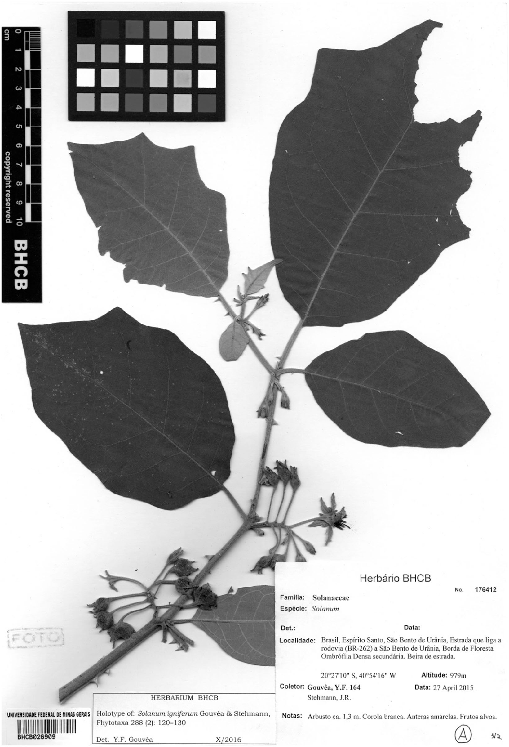 A Revision Of The Solanum Asterophorum Species Group Subg Leptostemonum