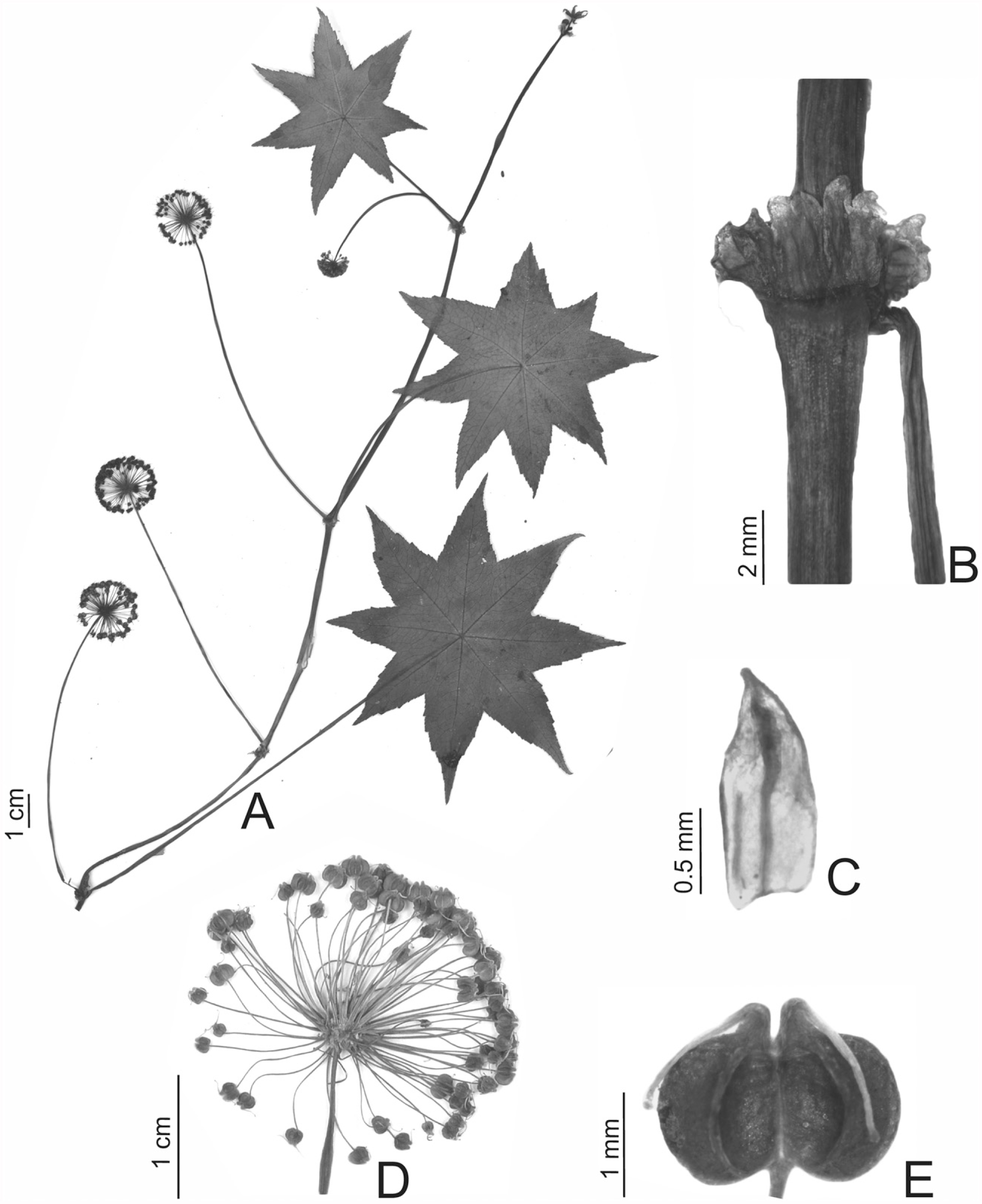 Geometric Morphometrics Dismiss The Polymorphic Hydrocotyle