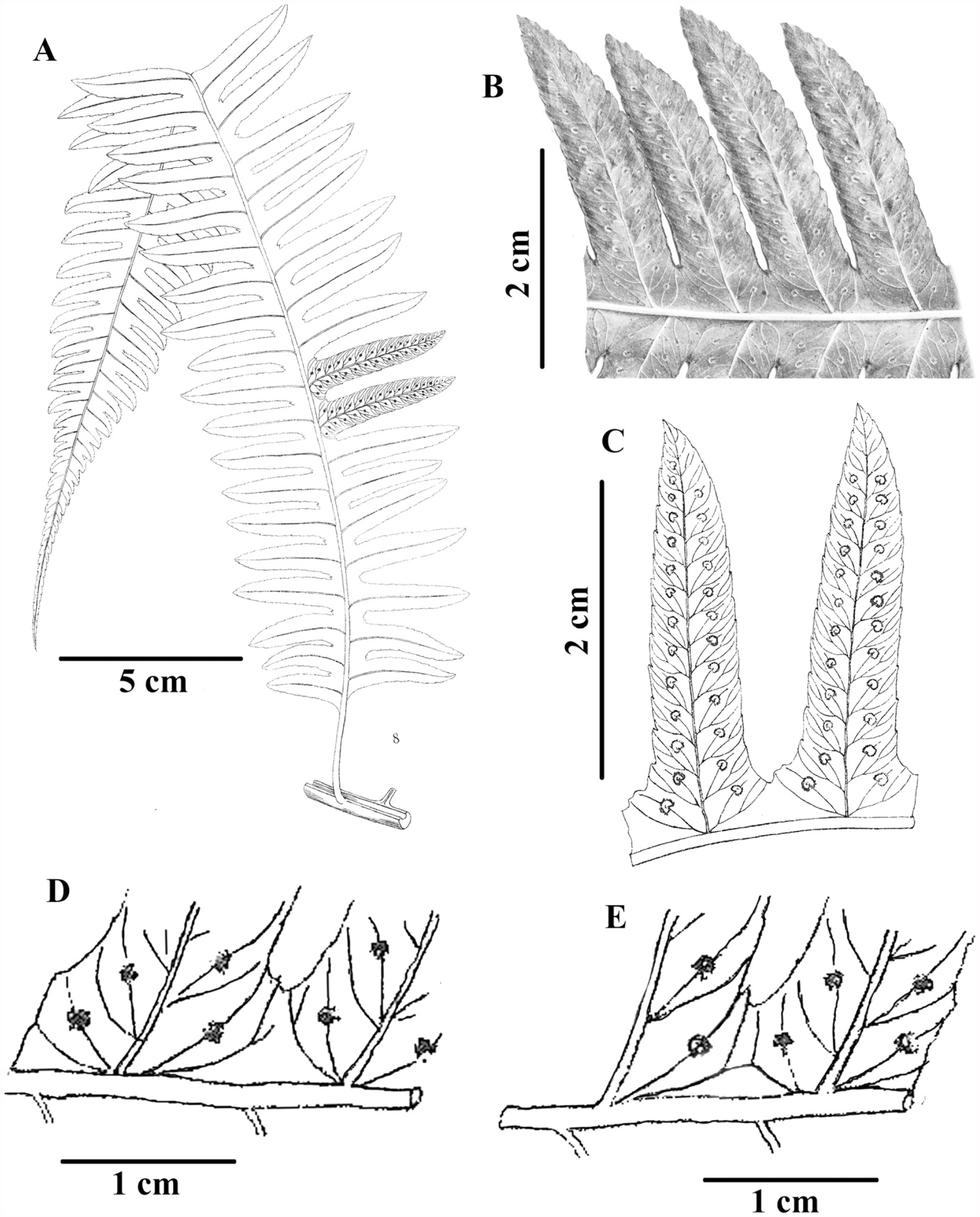 A Monograph of the Fern Genus Pteridrys (Pteridryaceae)