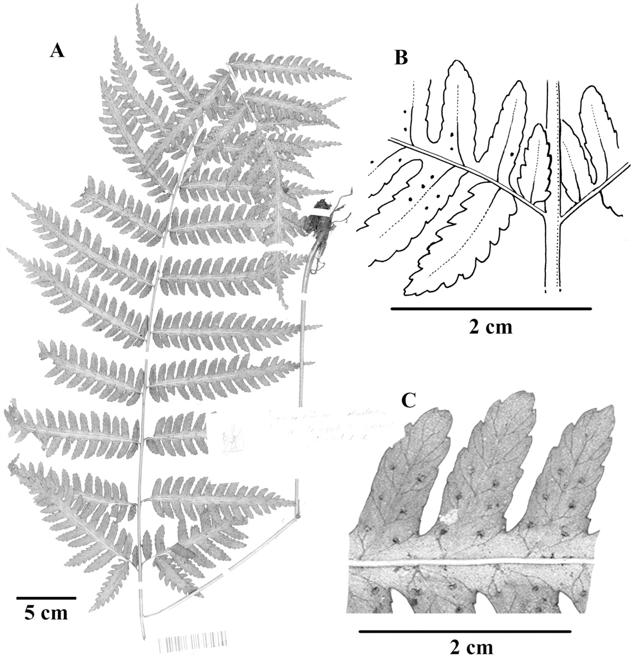 A Monograph of the Fern Genus Pteridrys (Pteridryaceae)