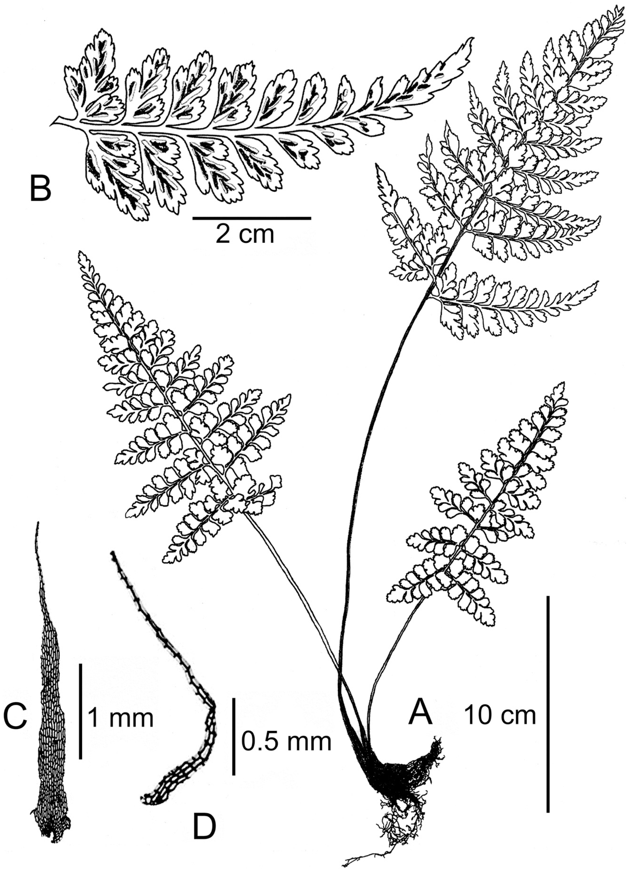 Asplenium simaoense (Aspleniaceae), a New Fern Species from Yunnan ...