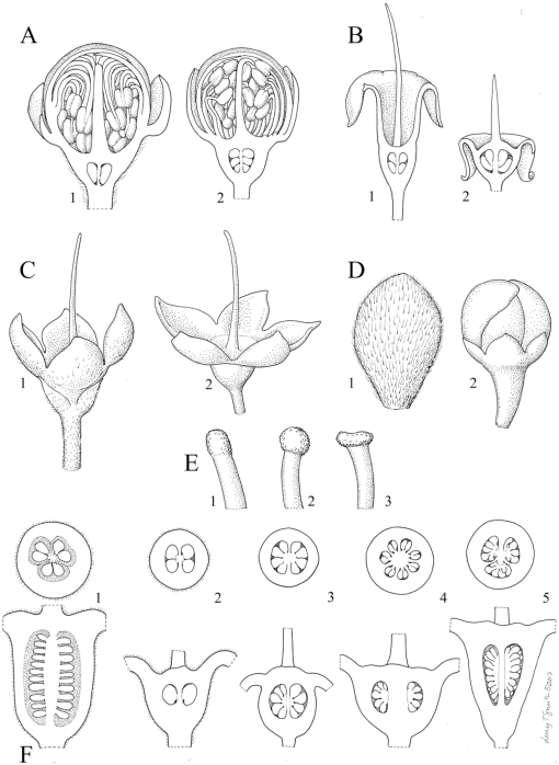 A New Subtribal Classification of Tribe Myrteae (Myrtaceae)