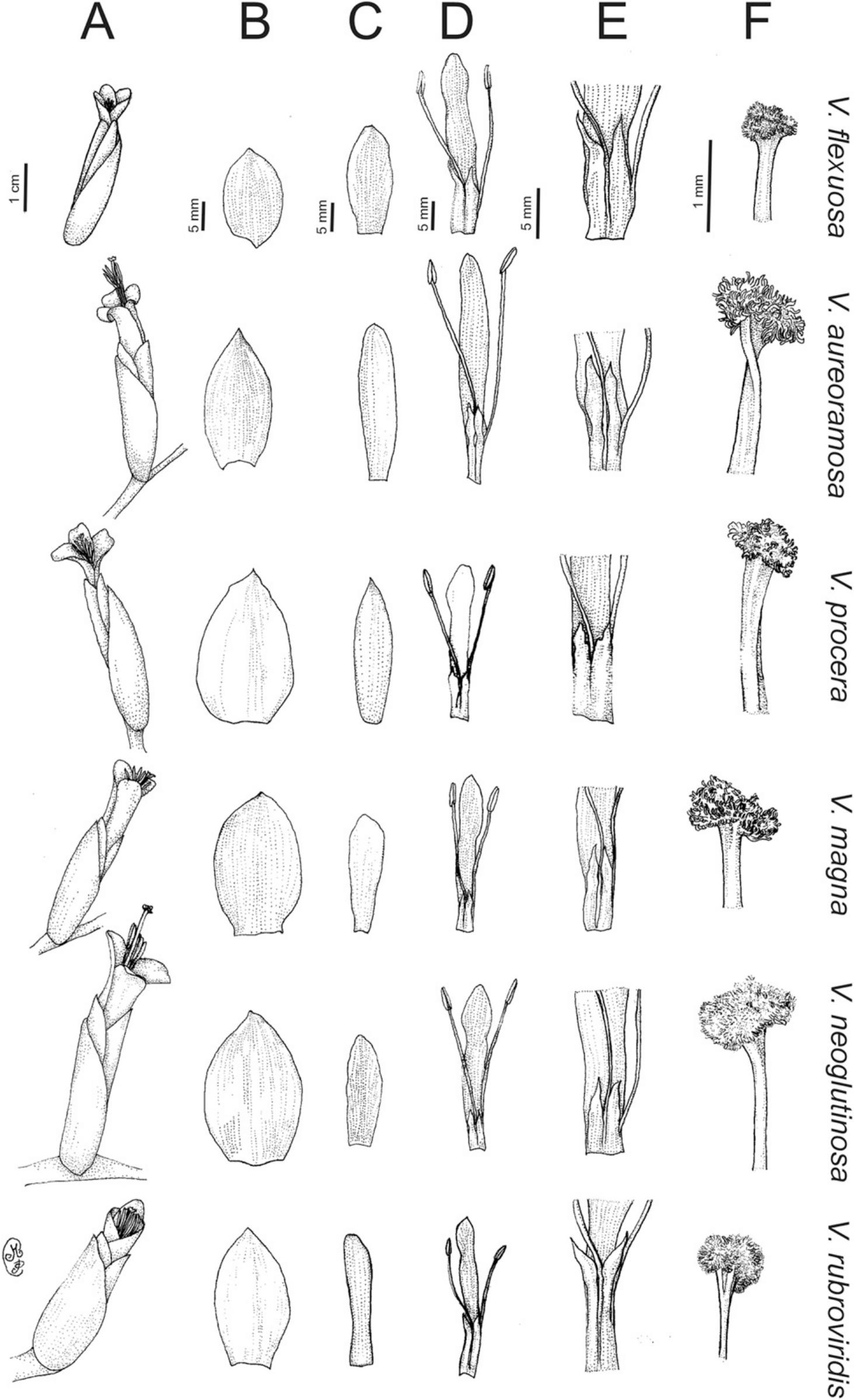 Morphological Variation In The Vriesea Procera Complex Bromeliaceae Tillandsioideae In The Brazilian Atlantic Rainforest With Recognition Of New Taxa