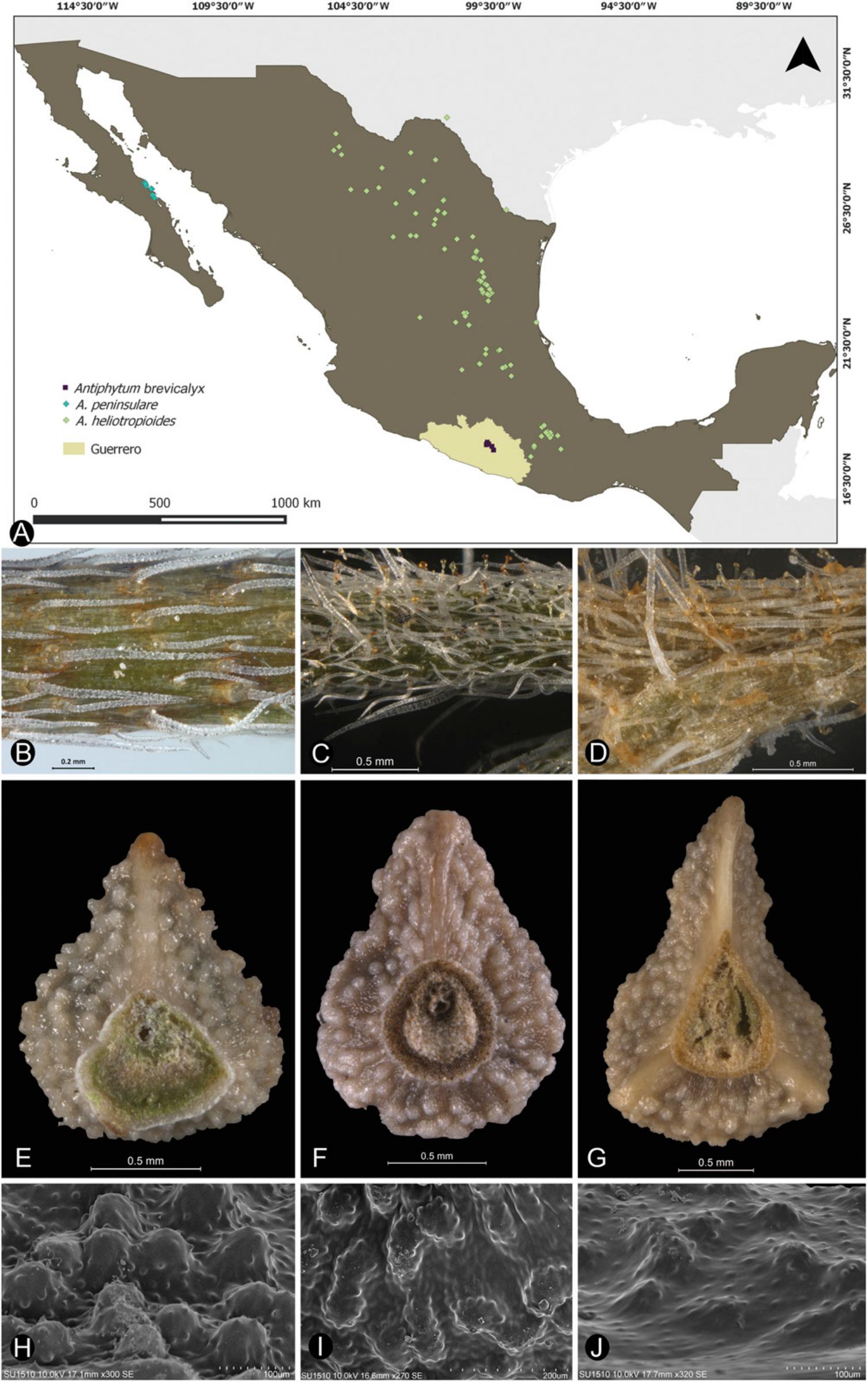 Molecular And Morphological Evidence Reveals A New Species Of Antiphytum Echiochiloideae Boraginaceae From Guerrero Mexico