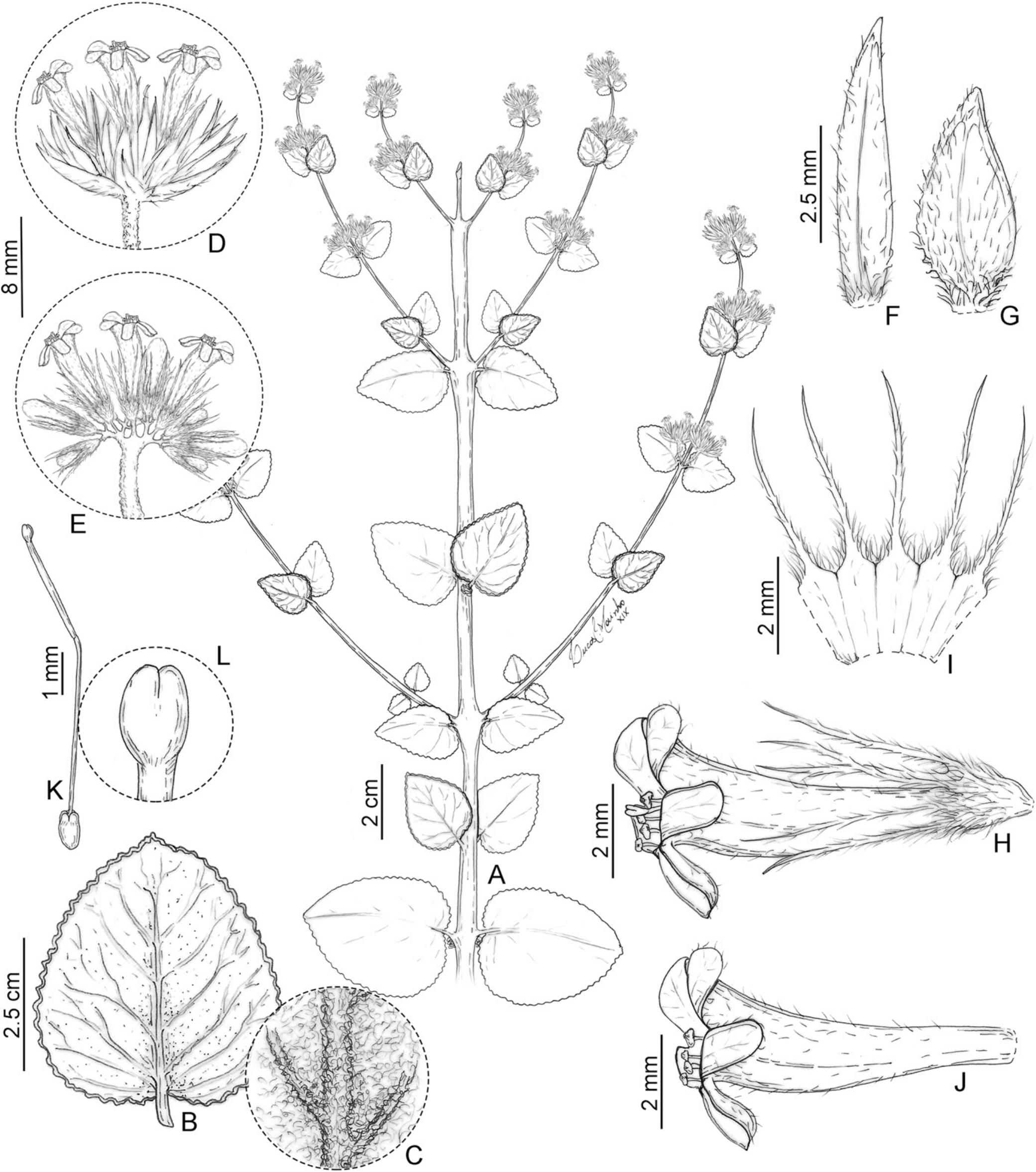 cyme thryse lamiaceae