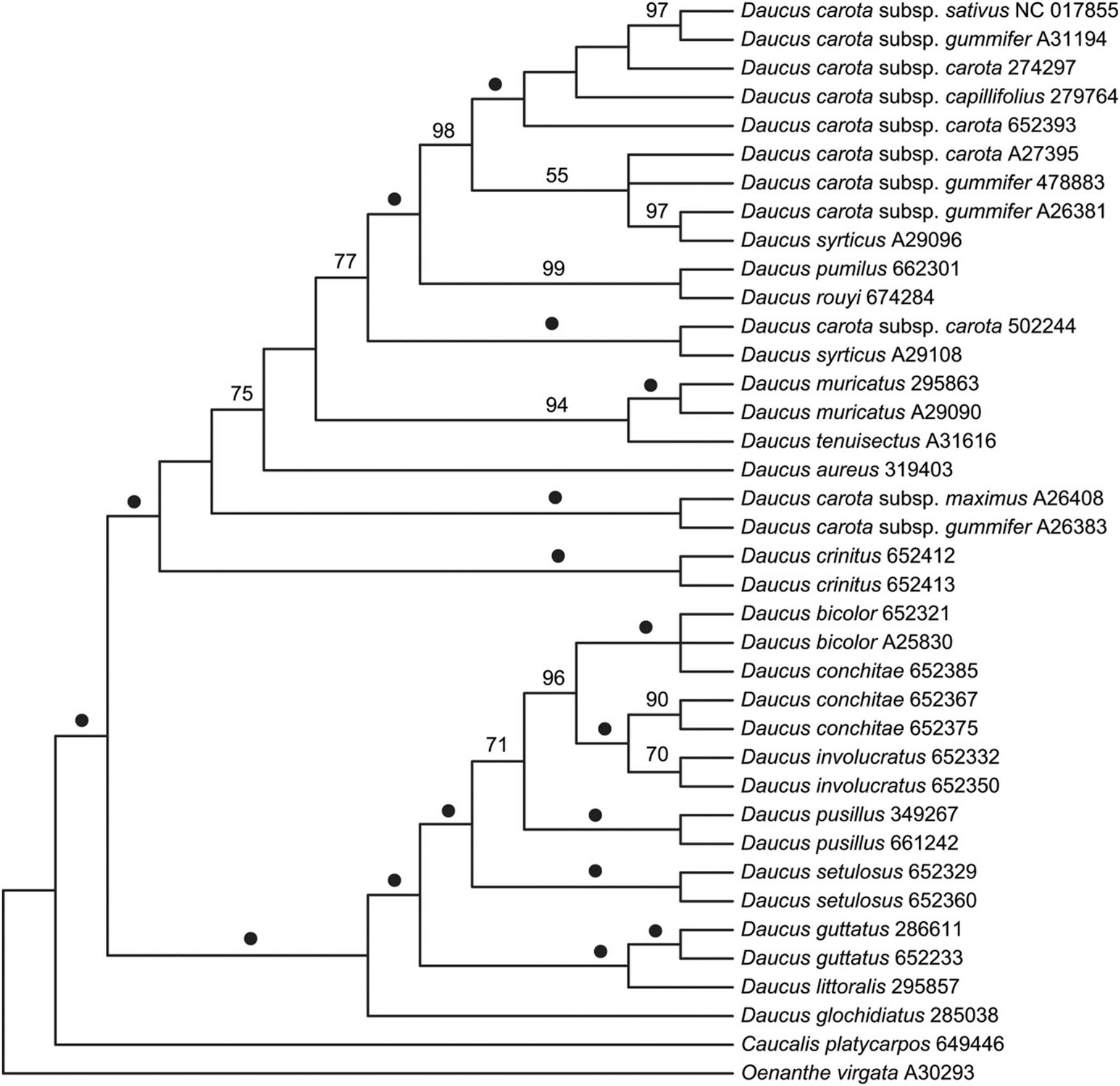 Mitochondrial DNA Sequence Phylogeny of Daucus