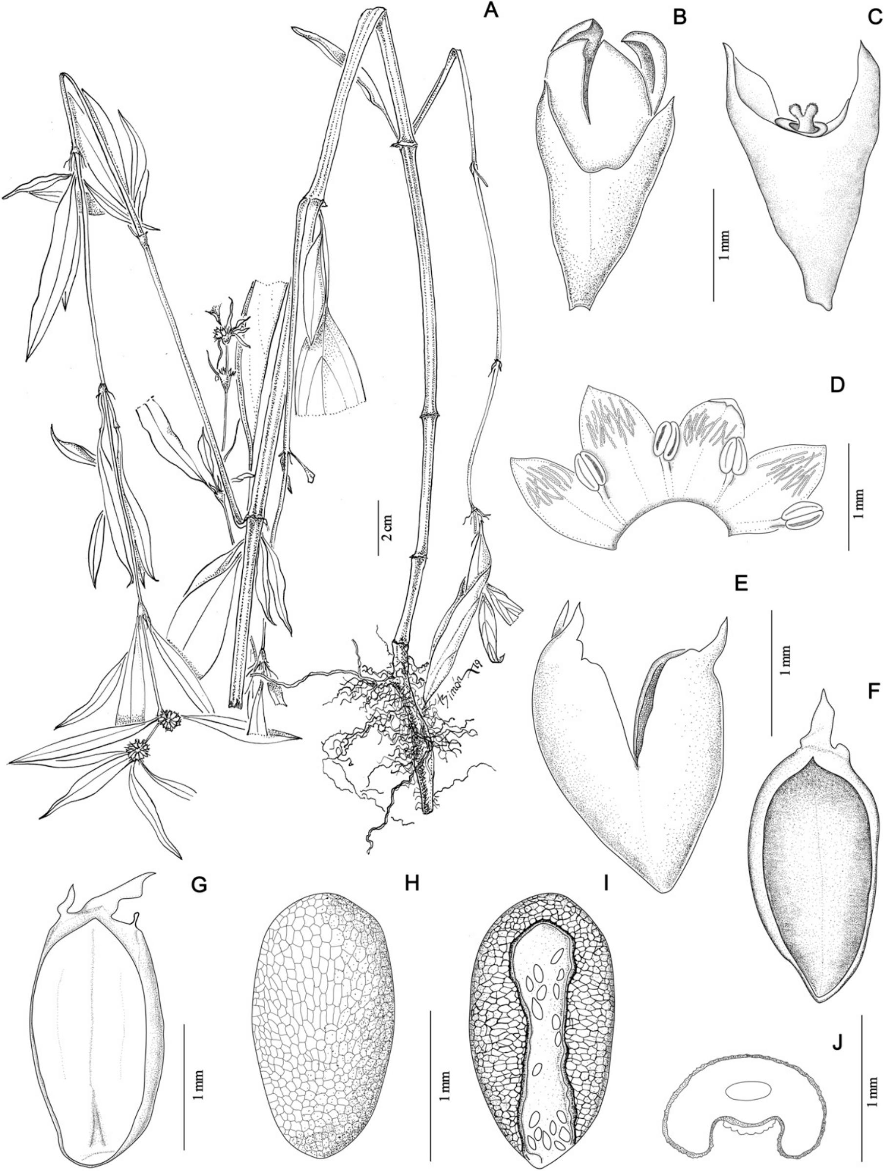 Integrative Taxonomic Analyses Sheds Light on Three Historically Disputed American Spermacoce and Key to the American Species of Spermacoce (Spermacoceae, Rubiaceae)