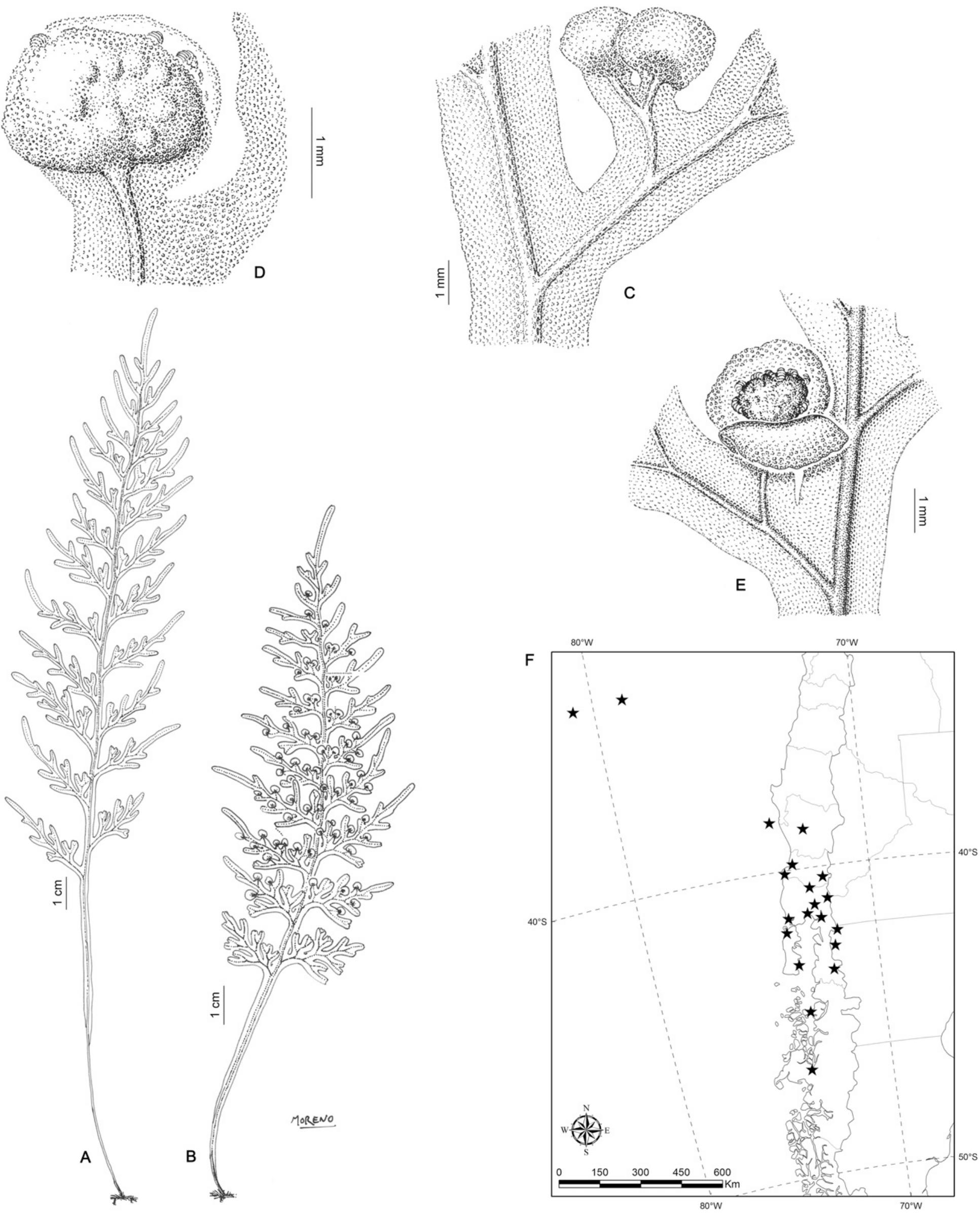 Morphological and molecular study of Didymodiclinus marginati n